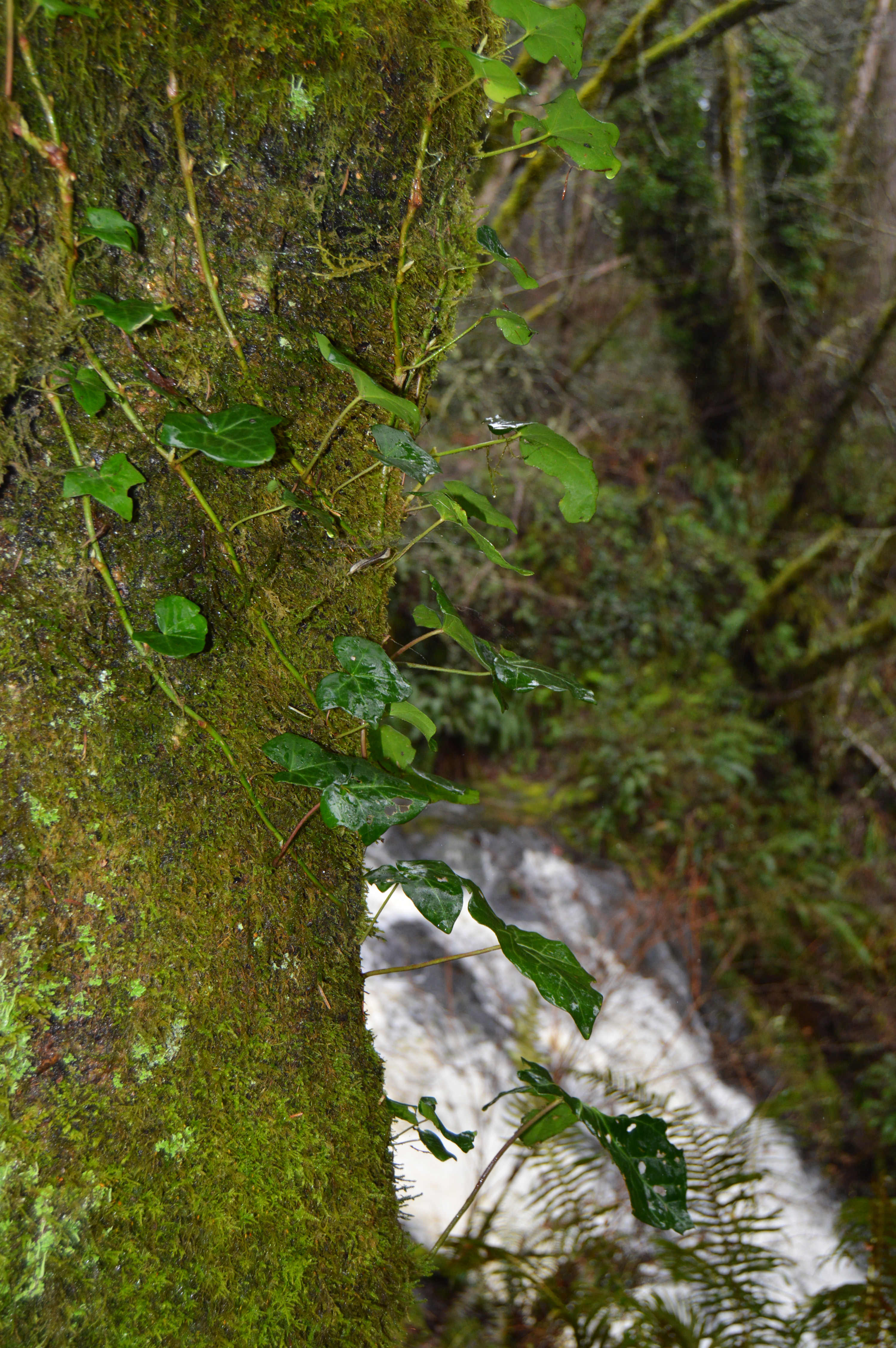 The battle against English ivy