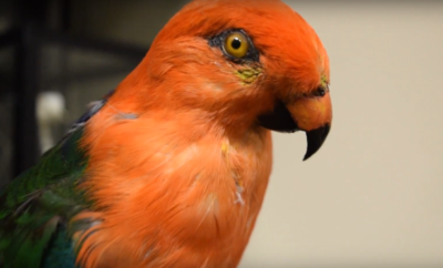 Who Knew @ HSU? : The Wildlife Museum