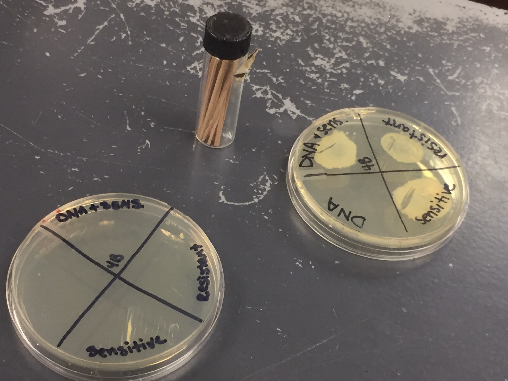 The hunt for bacteria is on