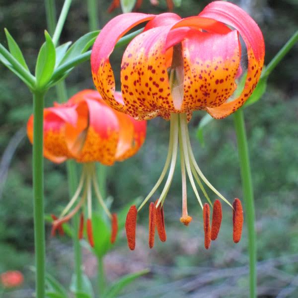 Humboldt in bloom