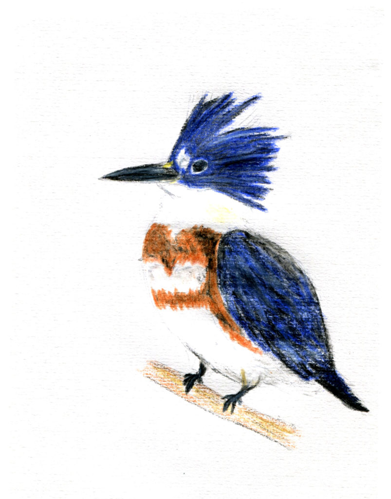 Birding at the marsh may cure those mid-term blues