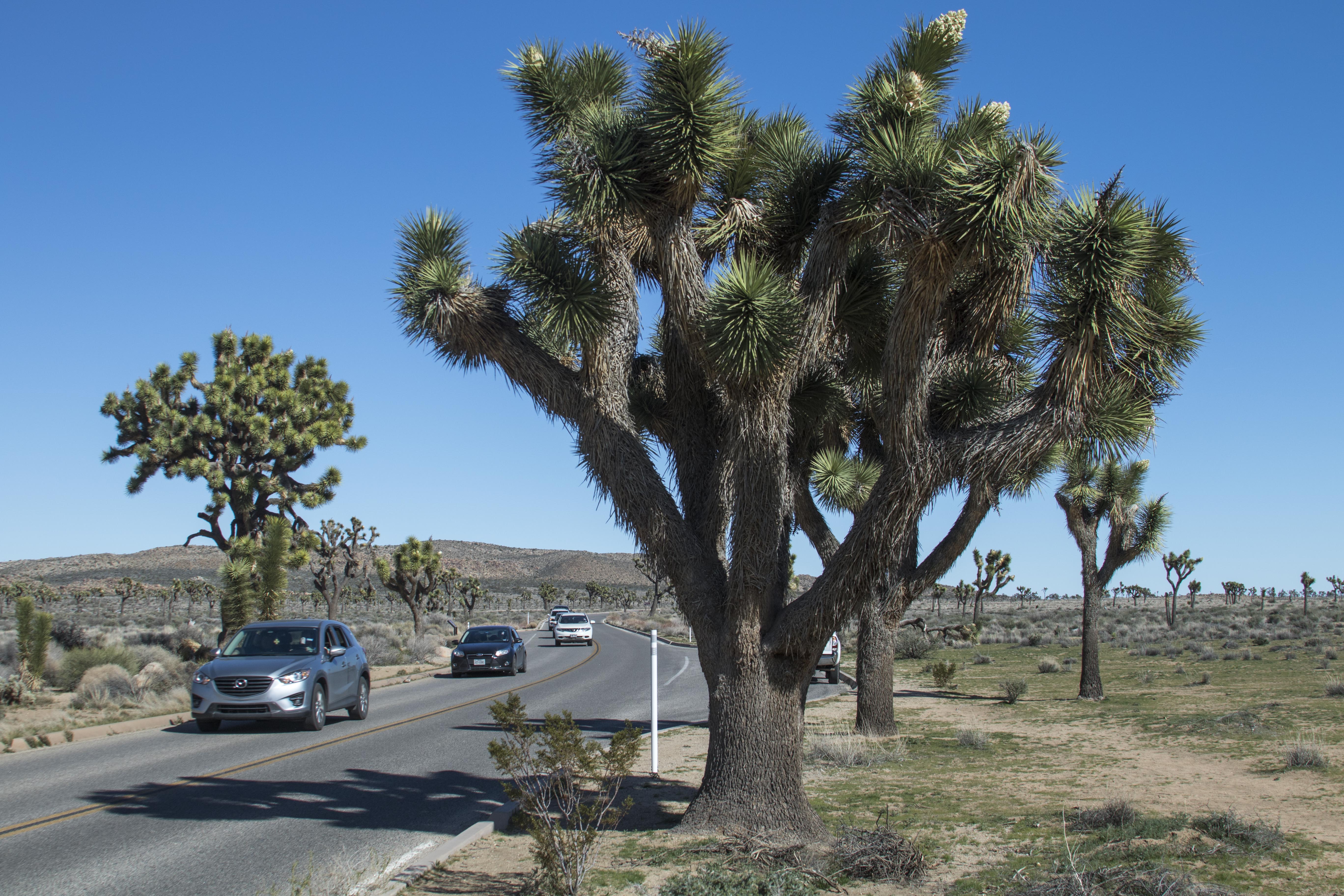 Joshua Tree National Park looks to grow
