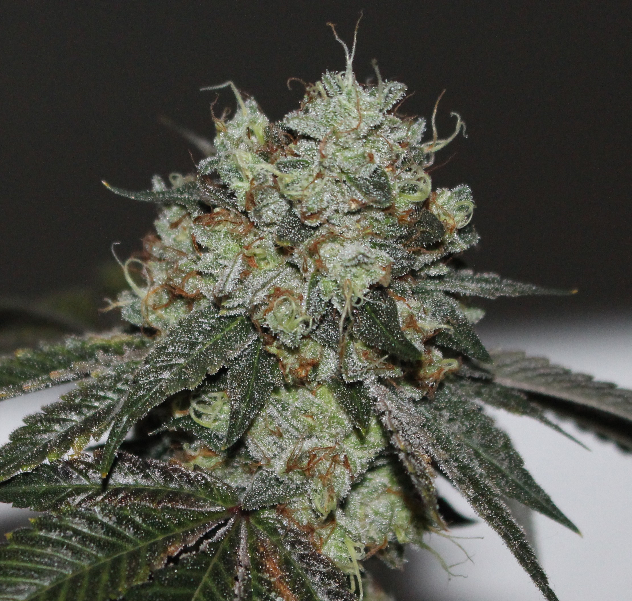 Mary Jane in the brain