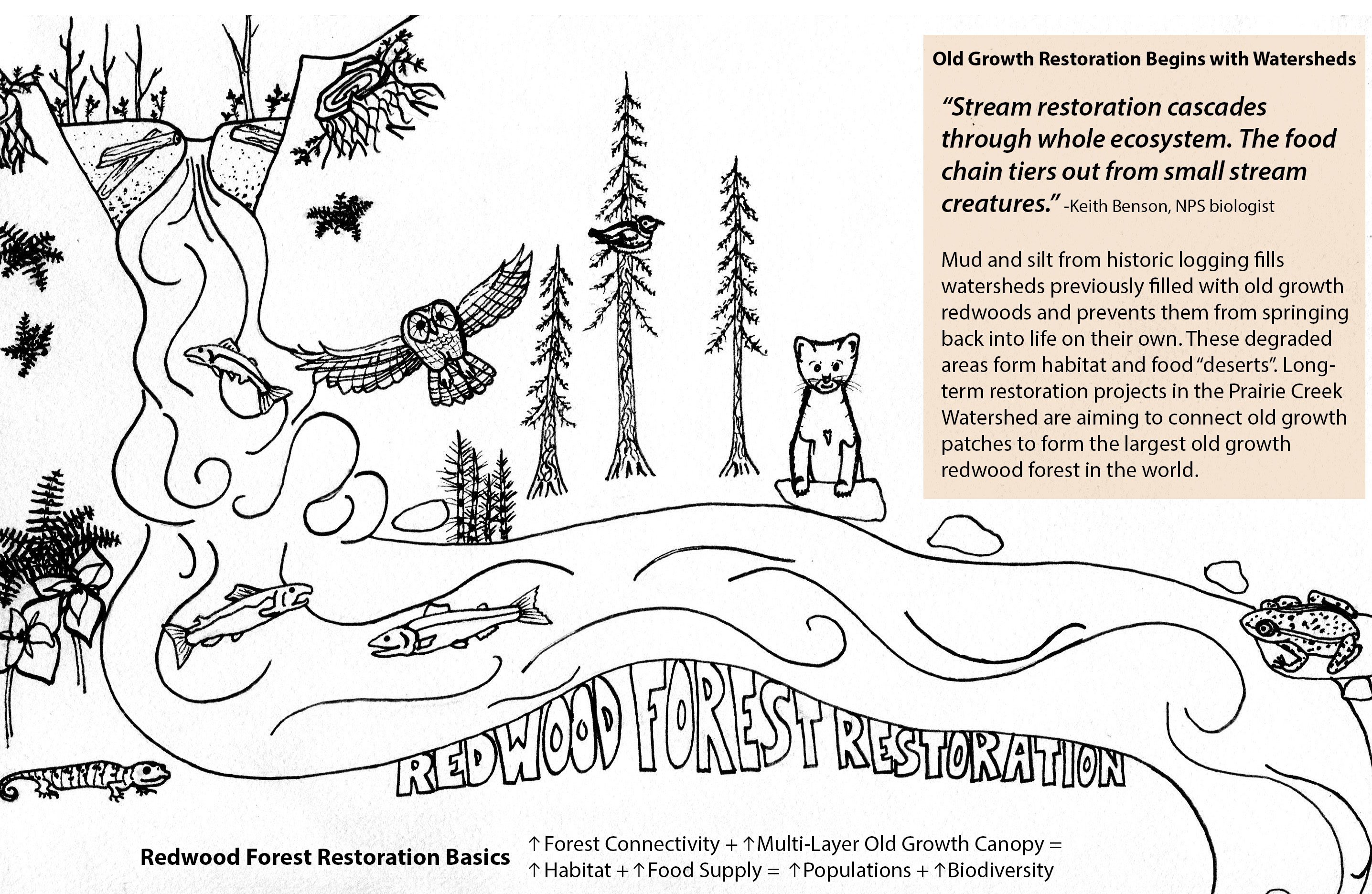 Restoring the Largest Old Growth Forest in the World