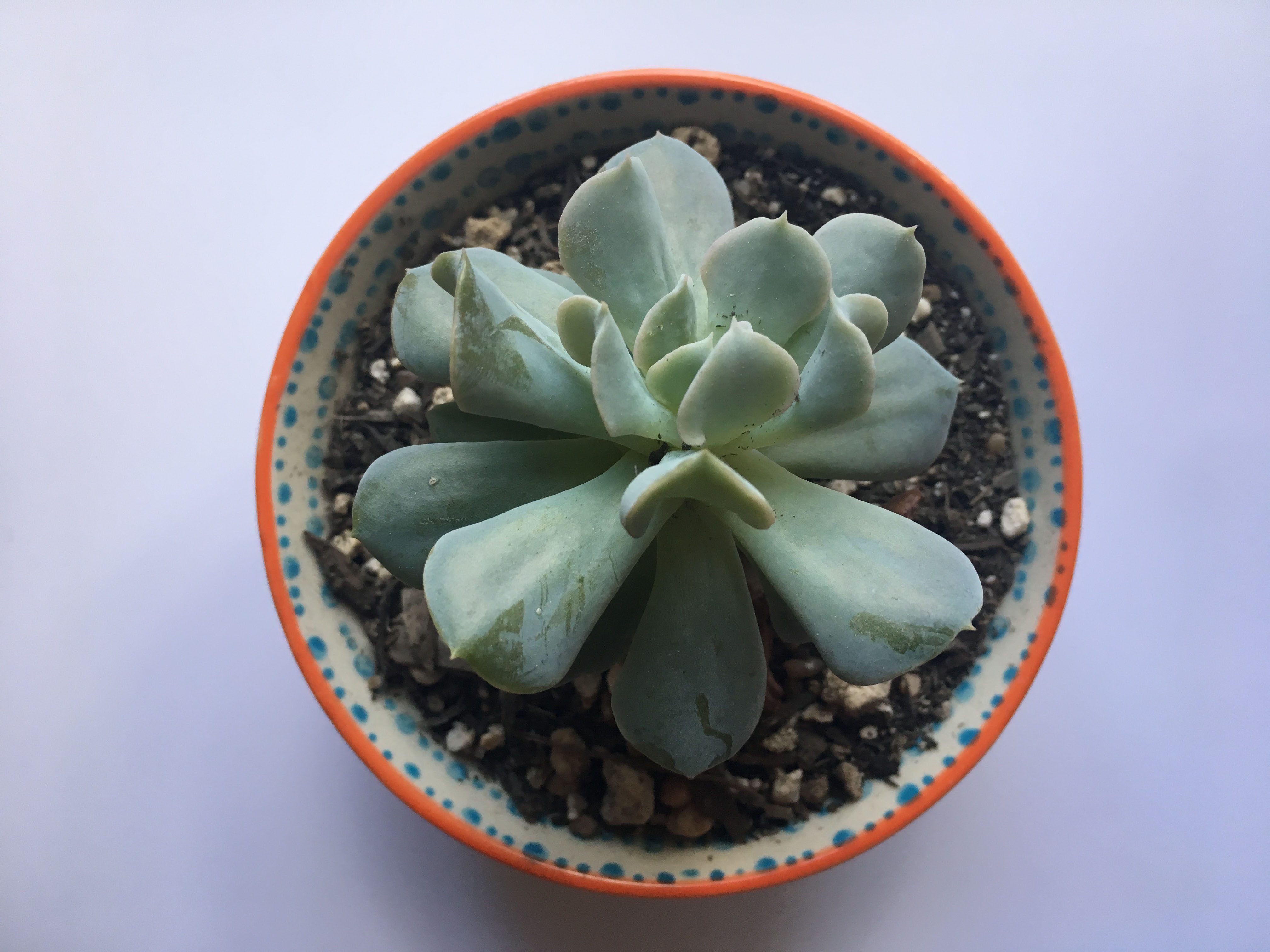 Succulents soothe the soul