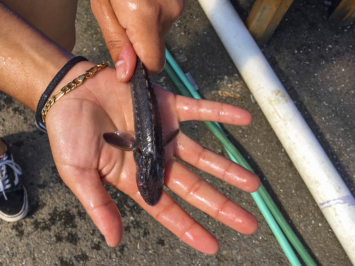 Adventure in aquaponics