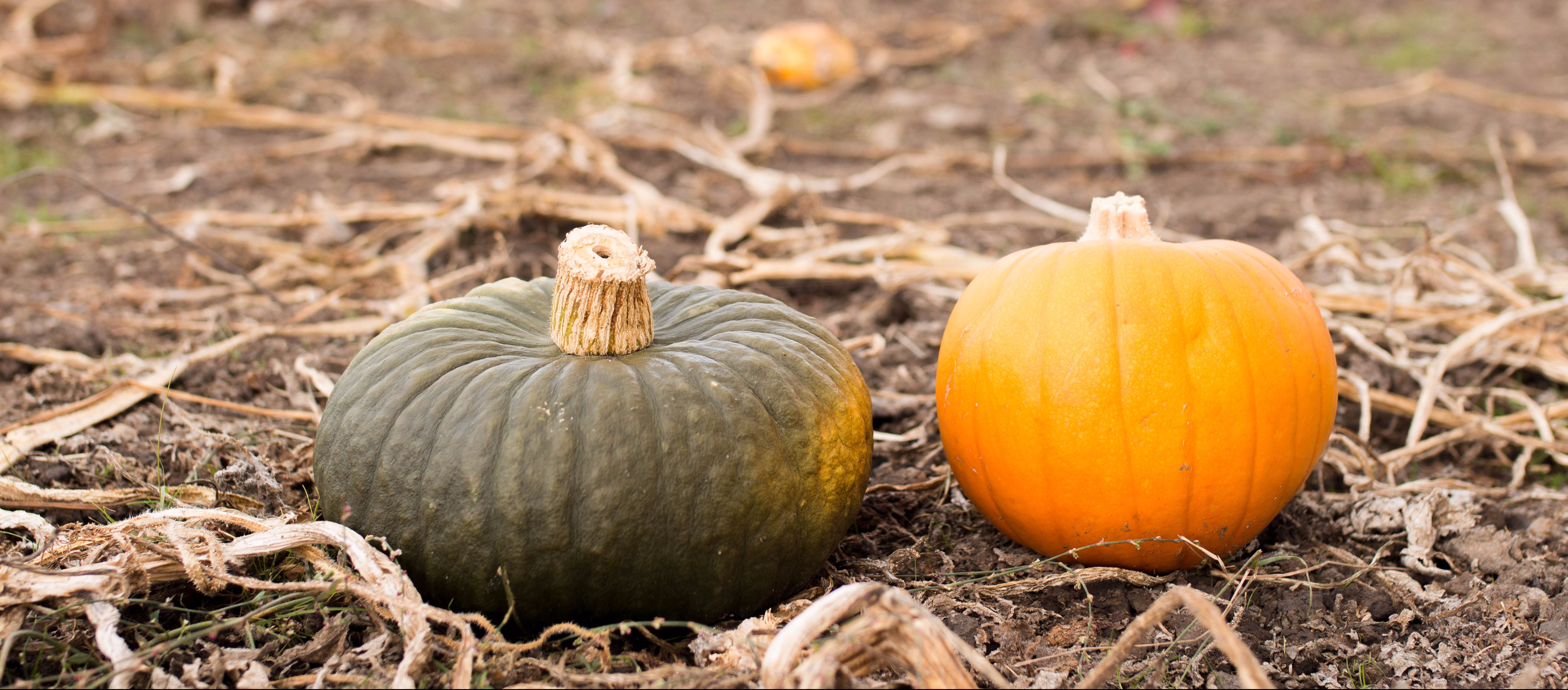 Word on street: Students Halloween Plans