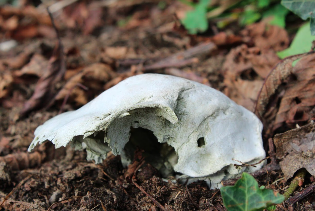 Flesh-eating Dermestid beetles serve a functional purpose