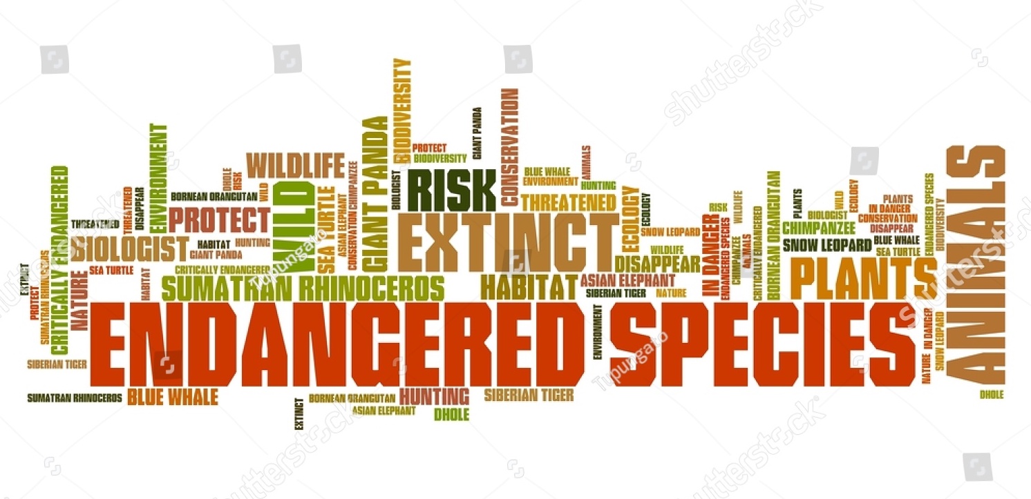 Endangered species lives in Arcata