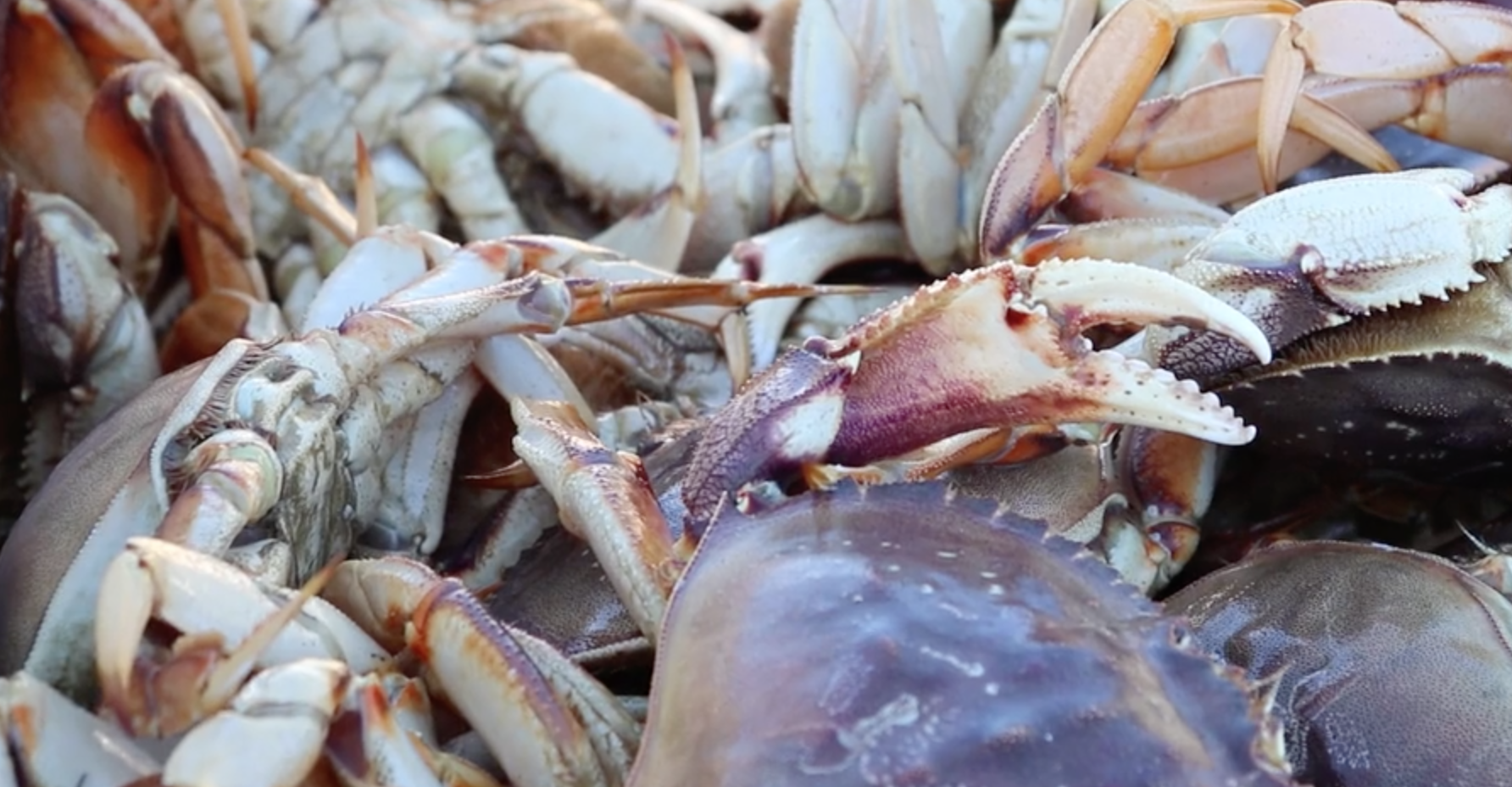 Keeping tabs on Dungeness crabs