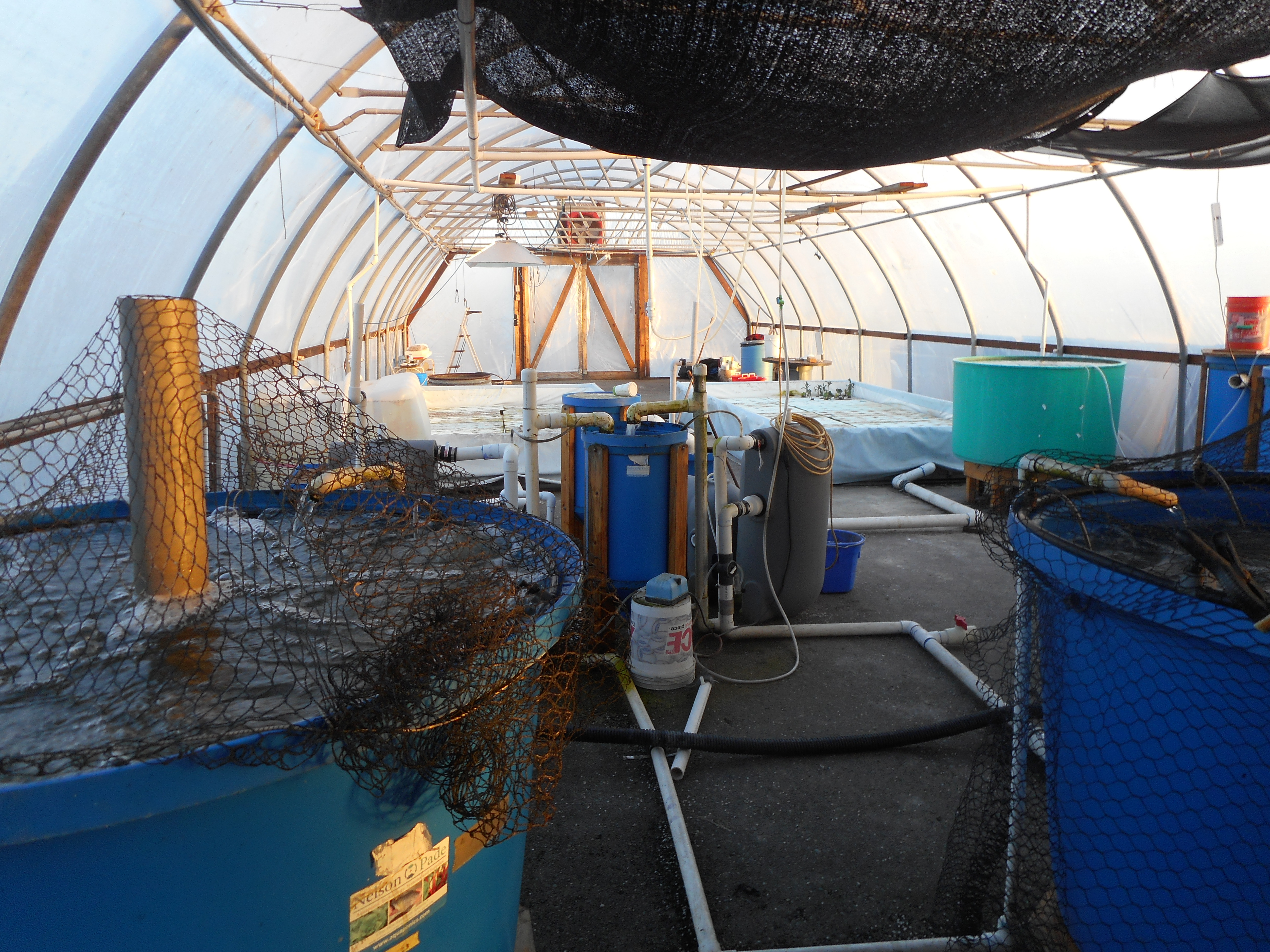 Sturgeon visit the HSU hatchery