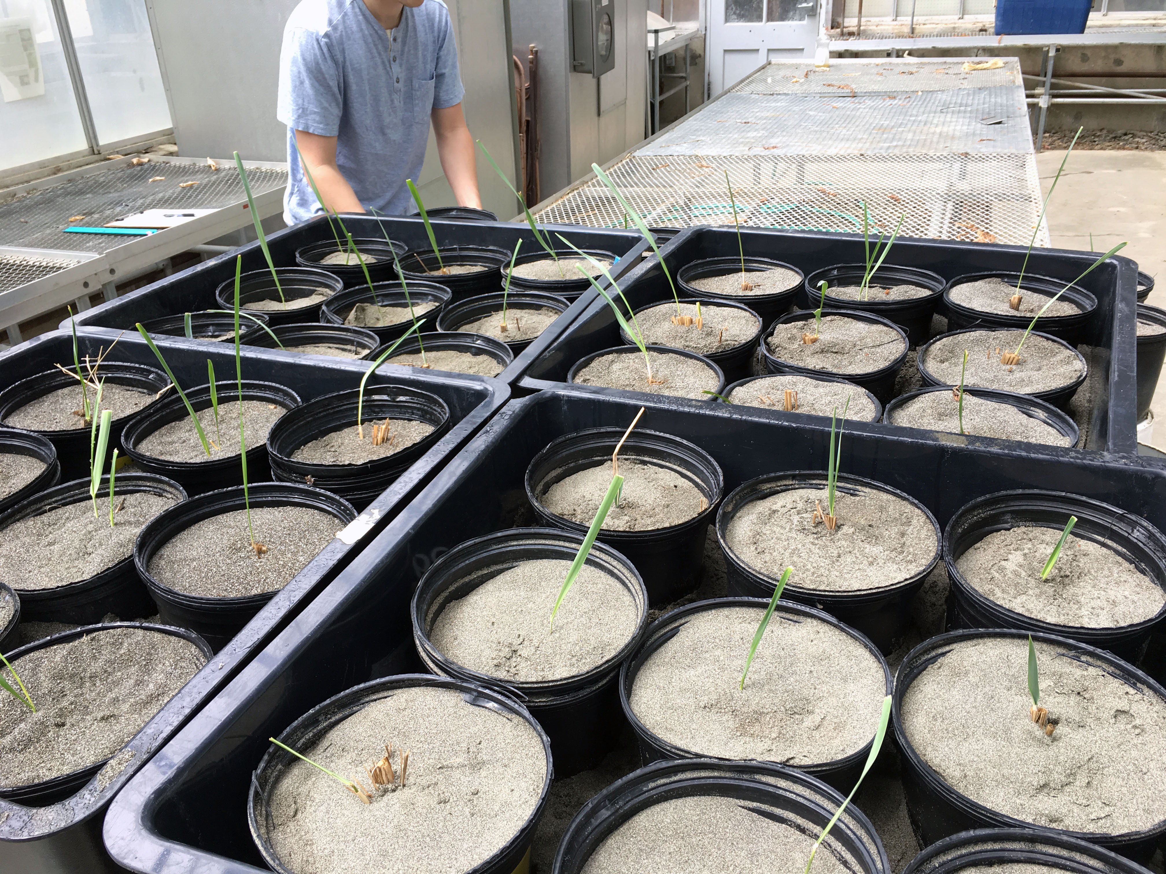 Sand, wind and poop: a tale of American dune grass’ life troubles