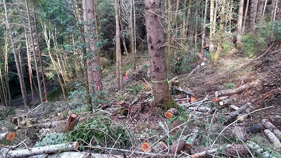 Big trees, small trees, finding strengths in diversity