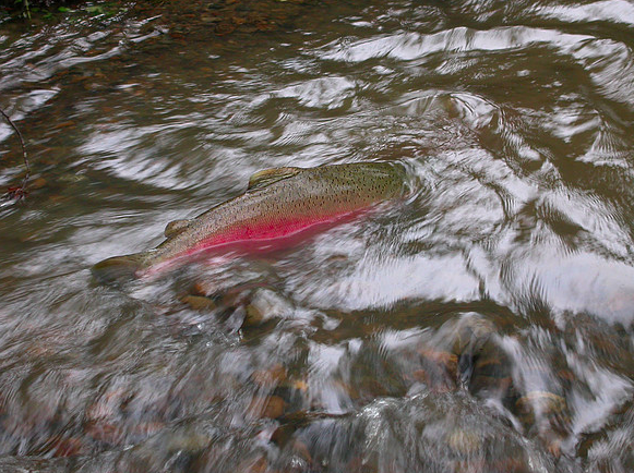 Warriors of Rainbow Ridge
