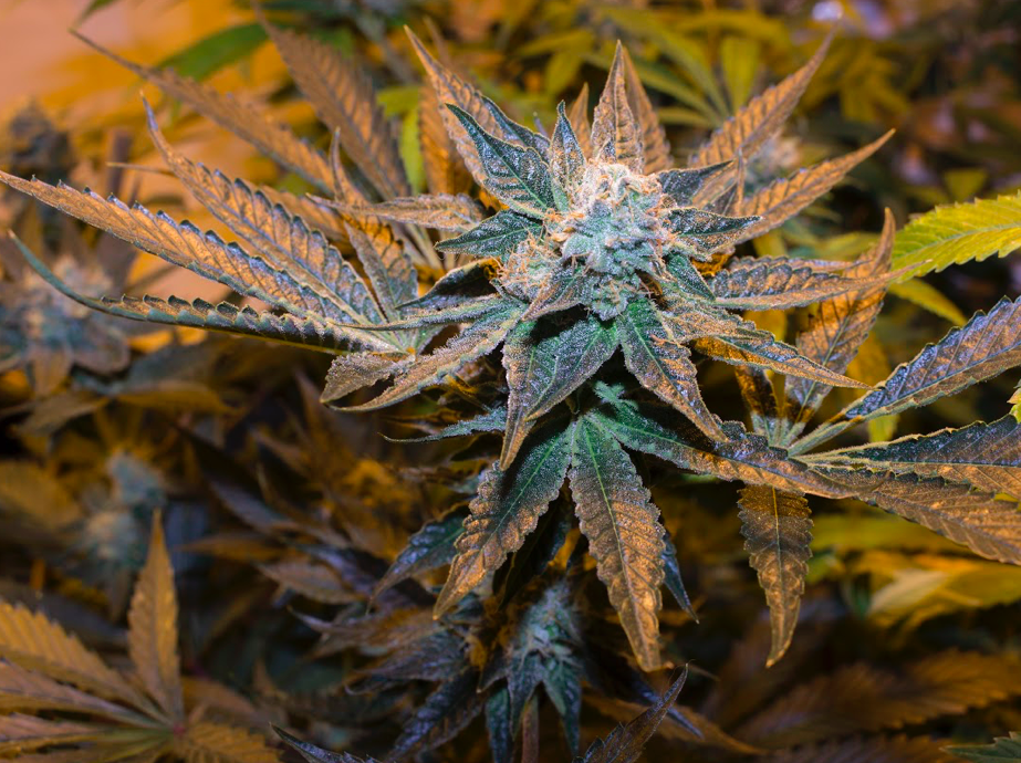 A joint opinion: spark it up!