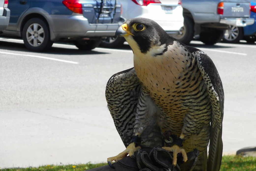 Godwit Days Spring Migration Bird Festival