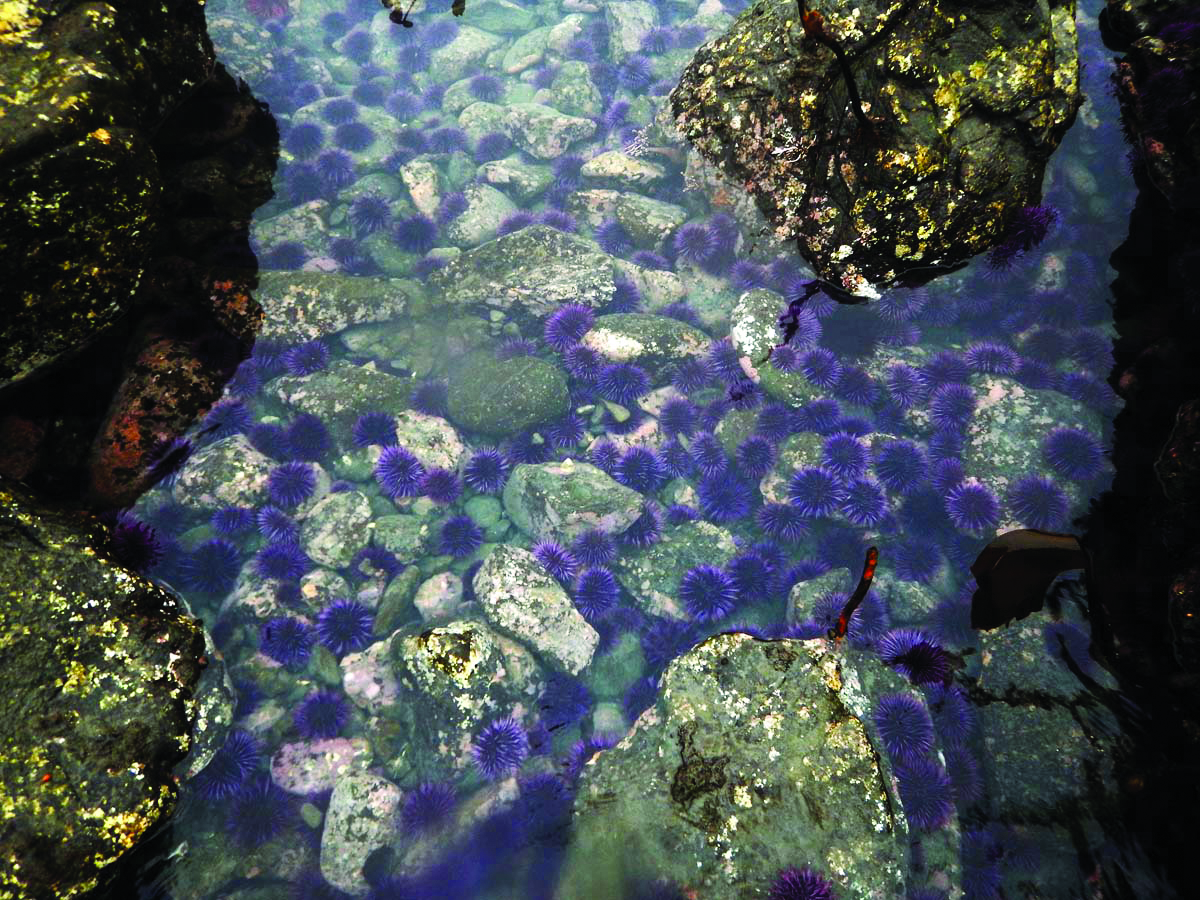 HSU dives deeper into research