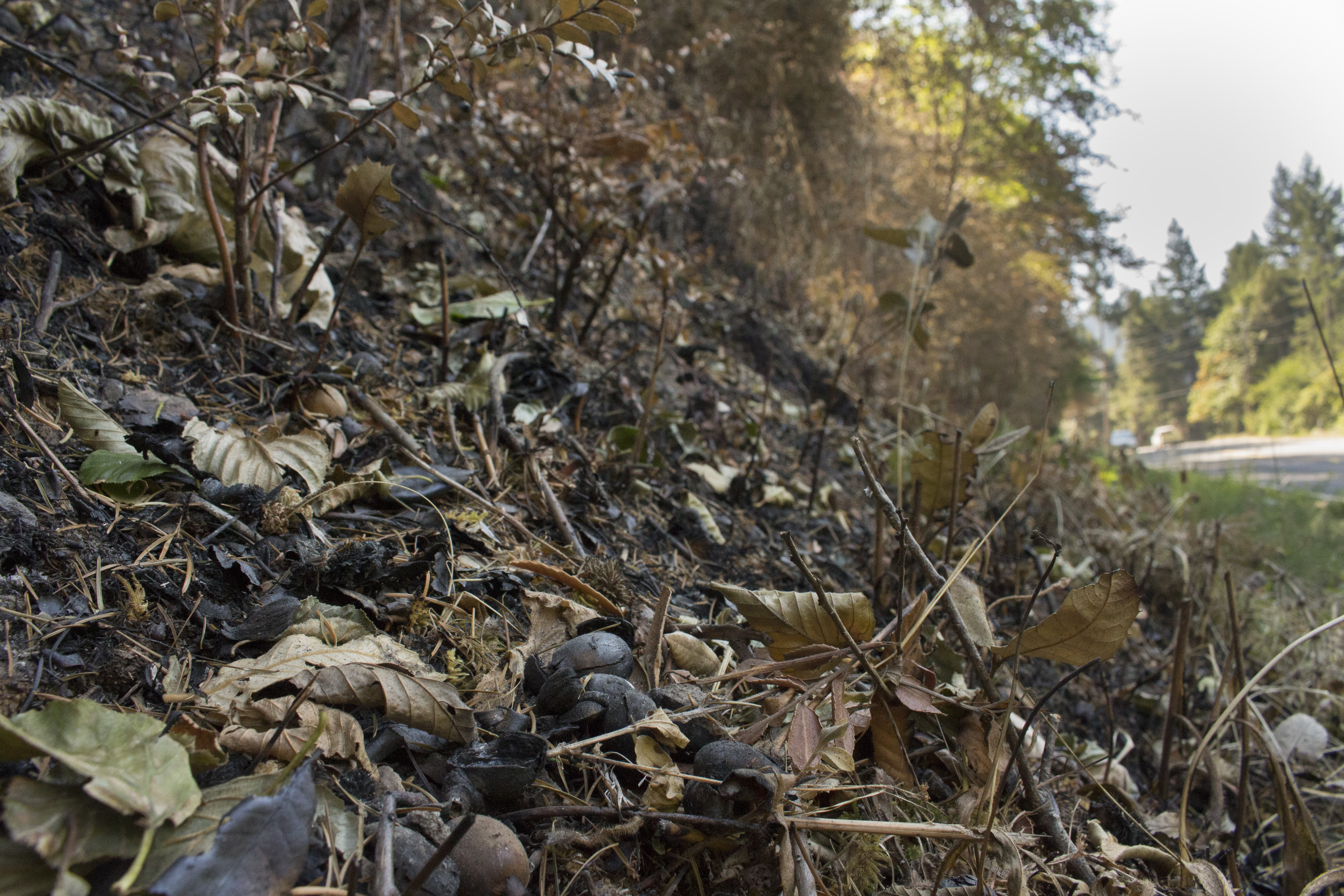 California fights fire with fire