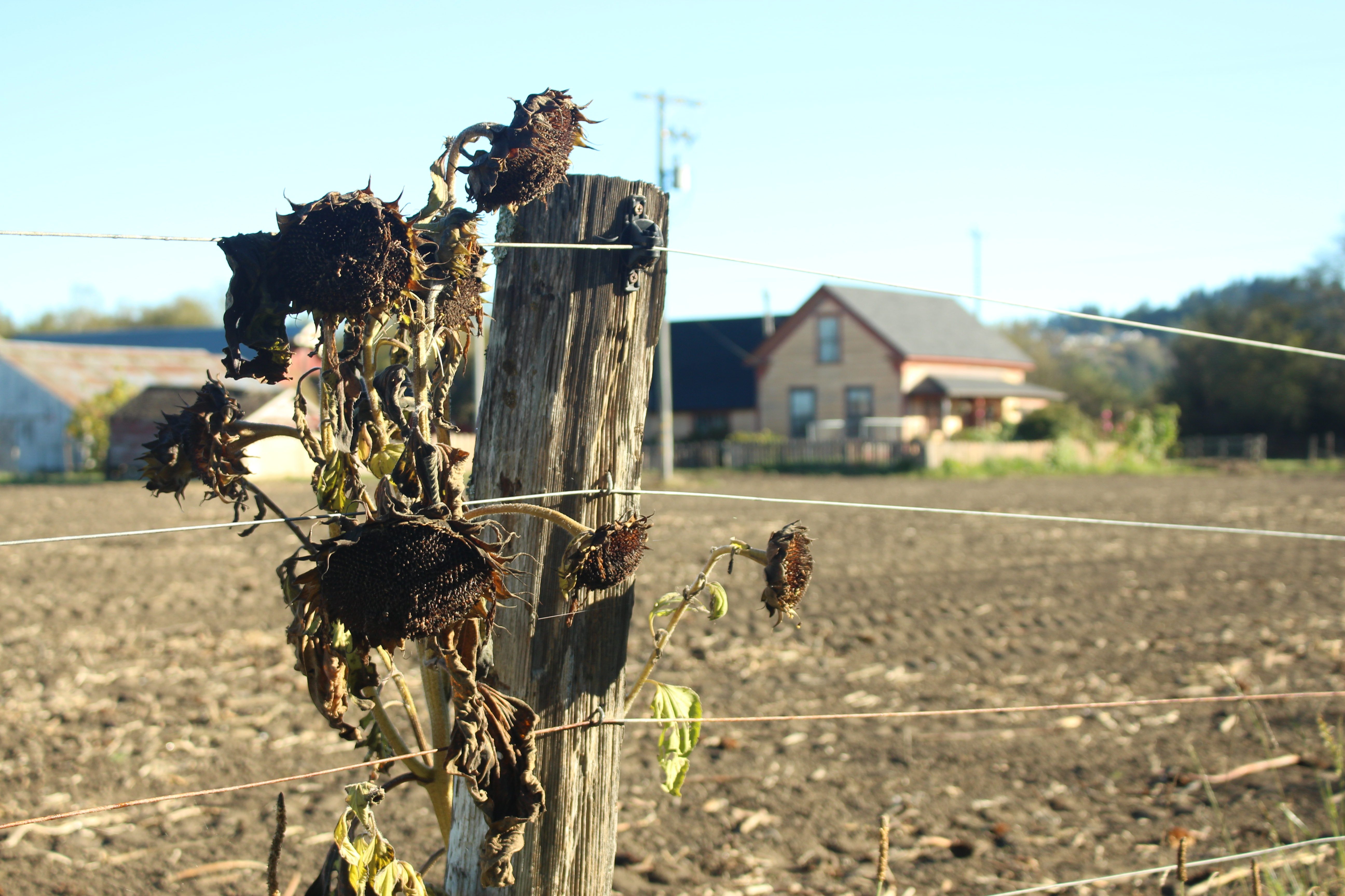 Farmers hit a rough patch