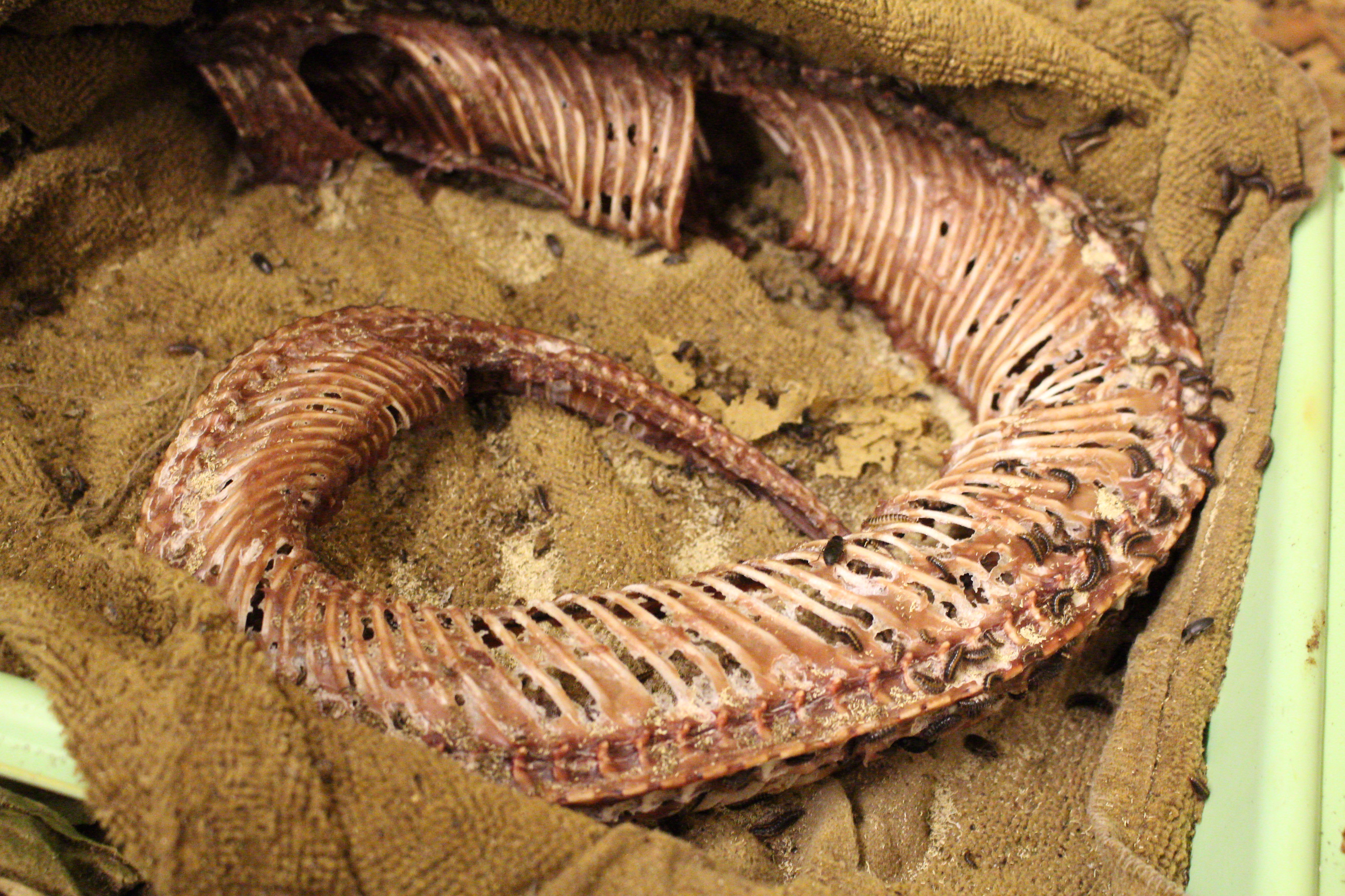 Devouring dermestids