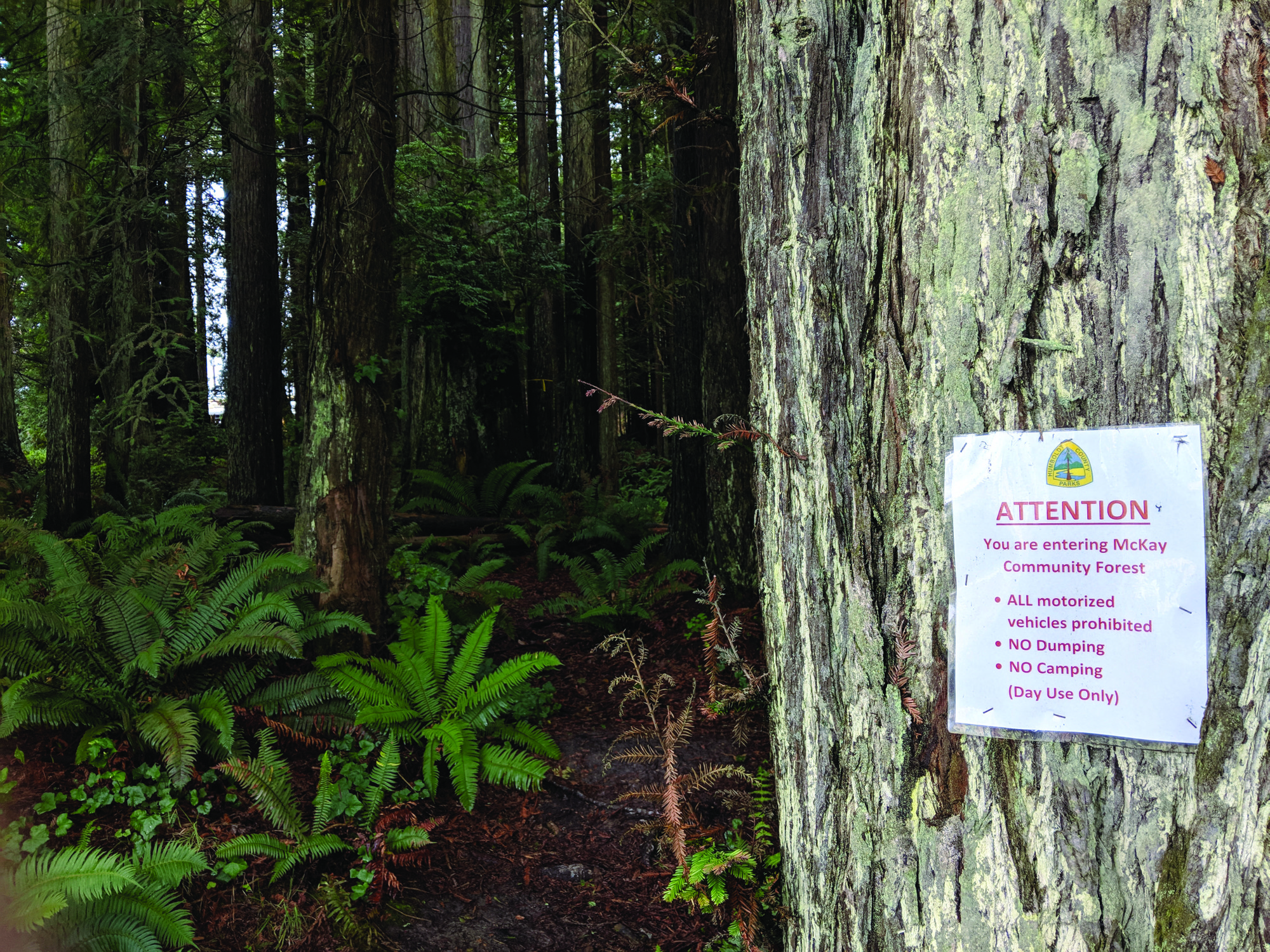 Humboldt County acquires 1000 acres for Community Forest