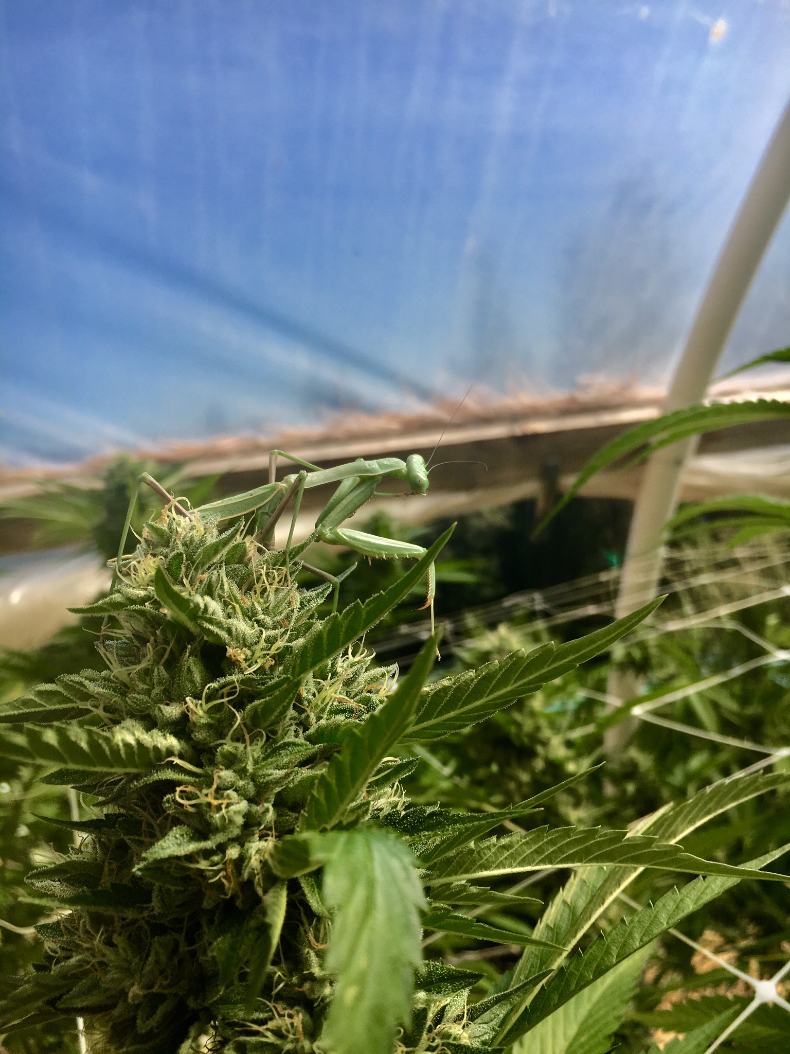 The future of Humboldt County is dope