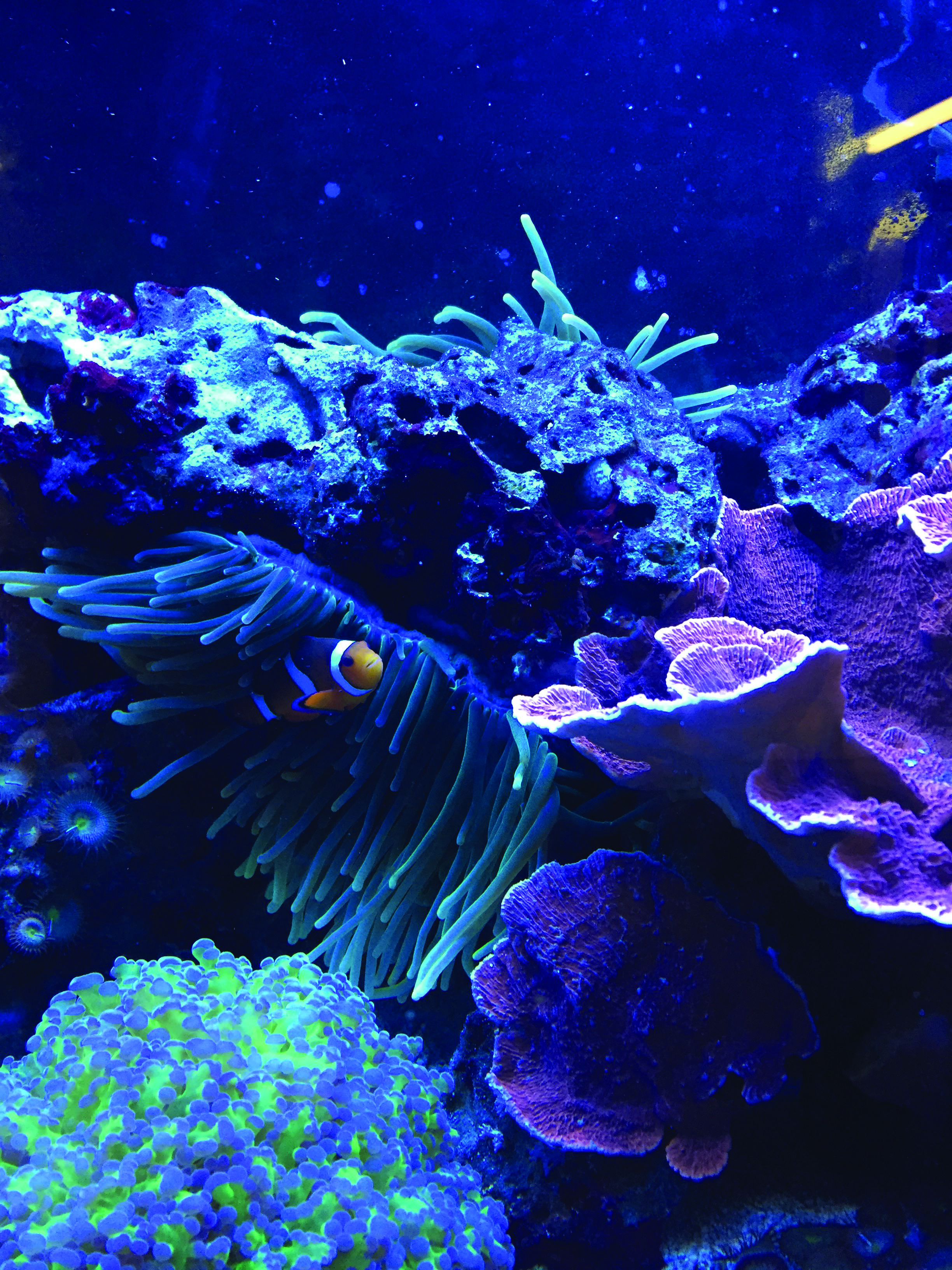 Saltwater tanks are for everyone