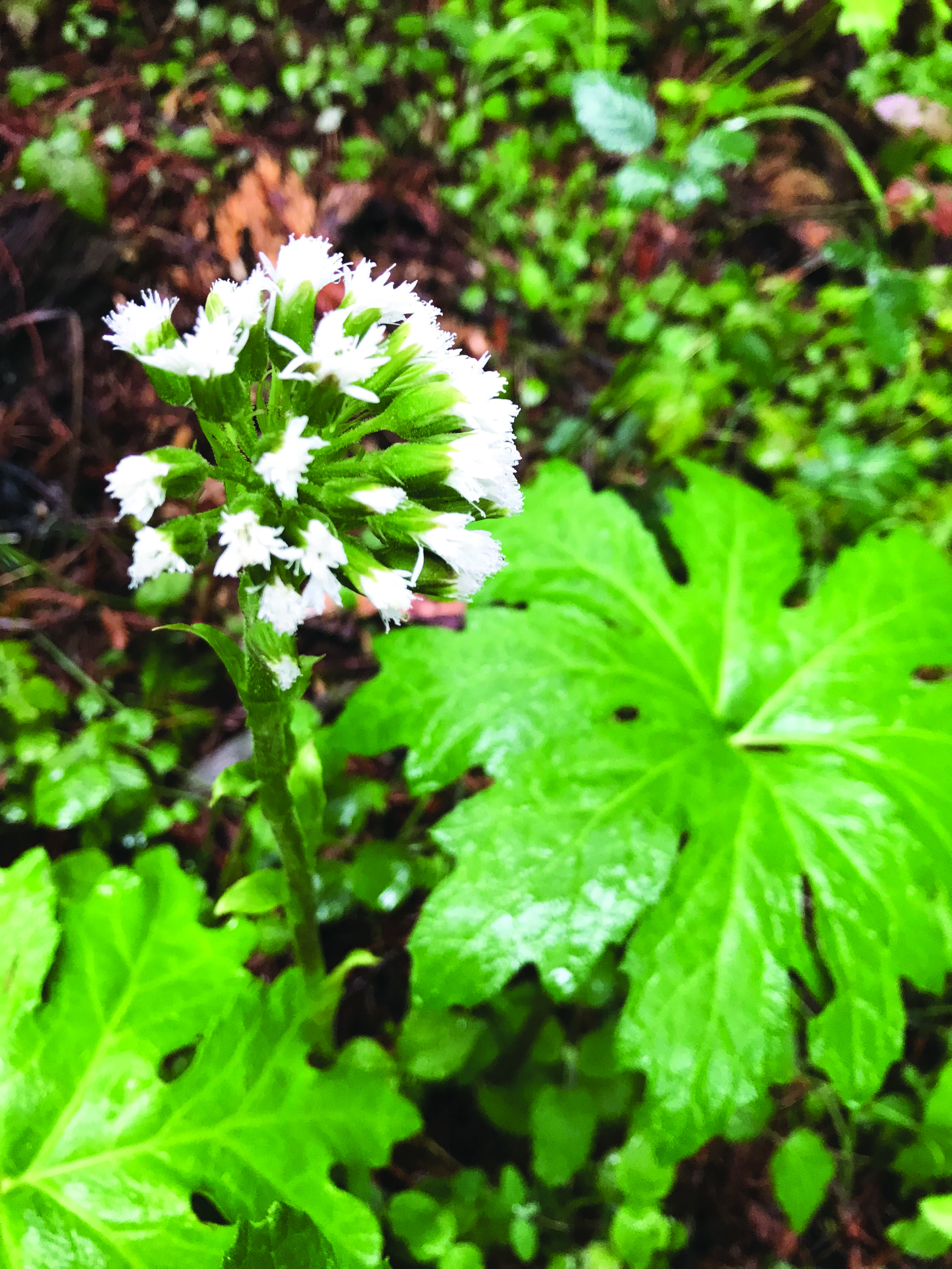 April showers bring May flowers