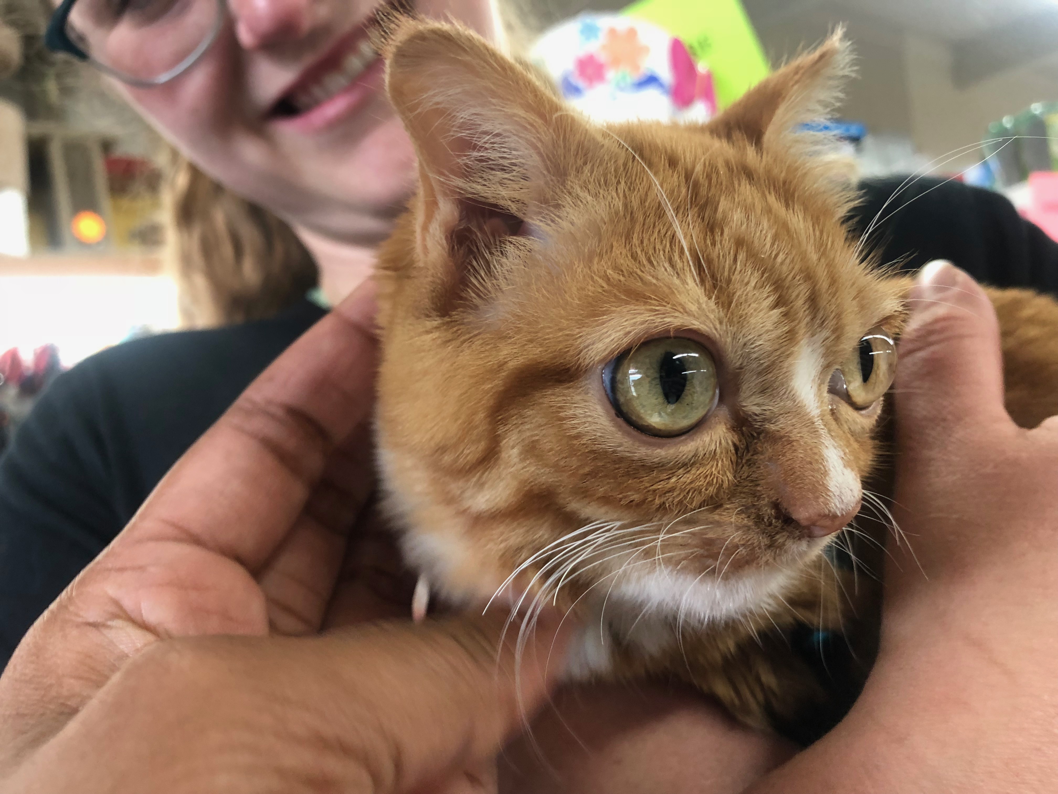 For the love of pets