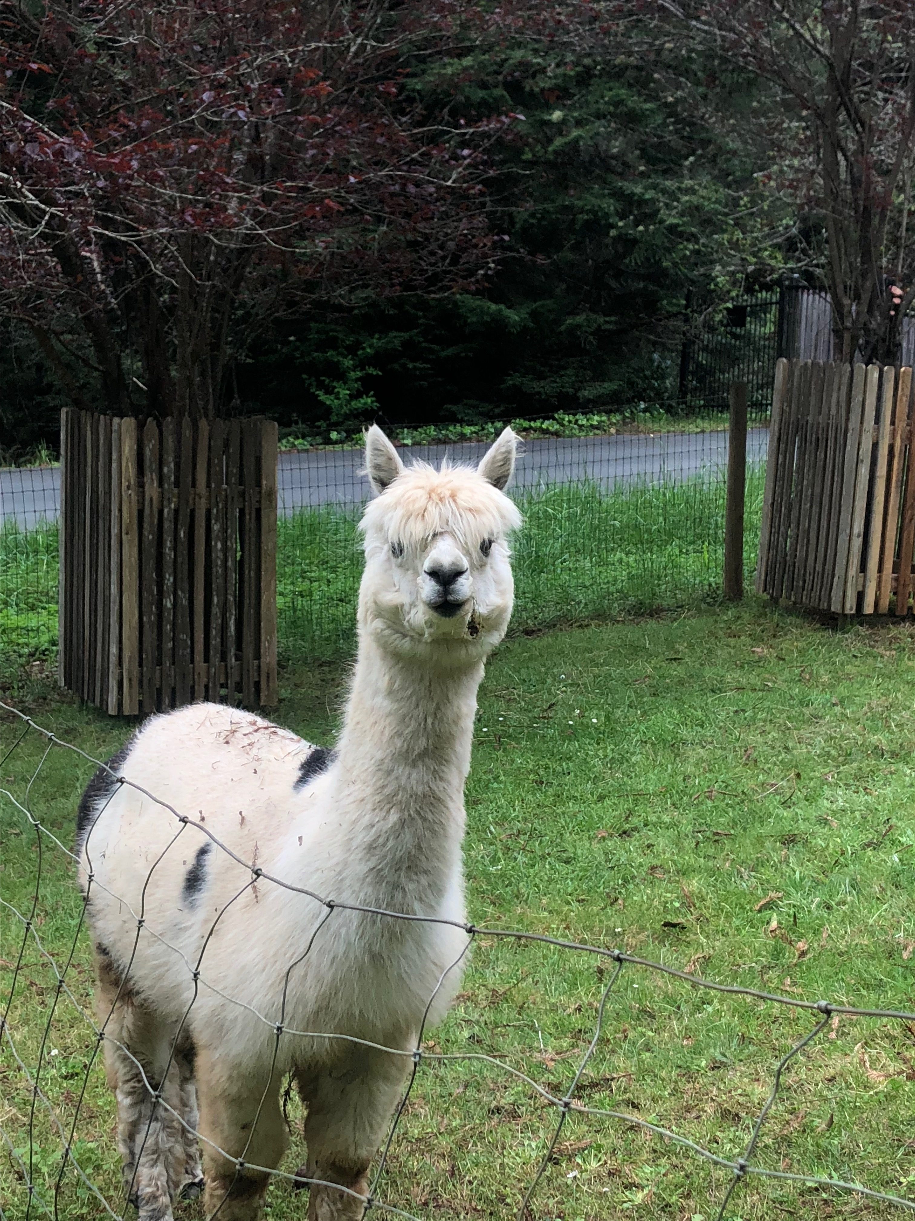 Don’t stomp ’till you get enough