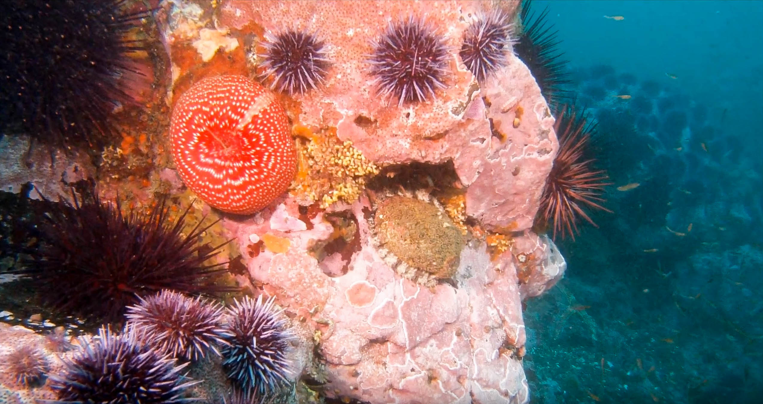 Take the plunge with HSU’s Dive Program