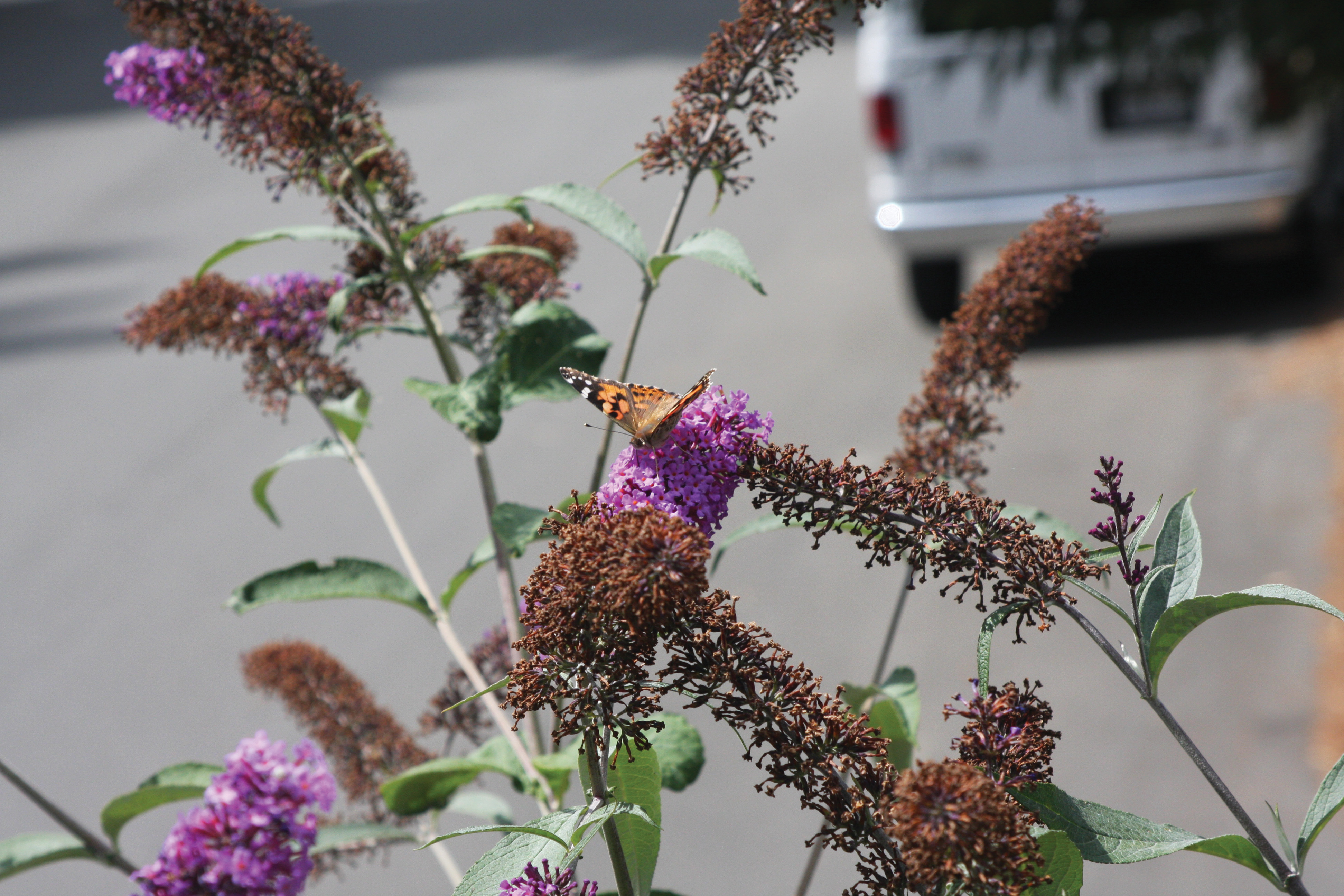 Pollinator Predicaments