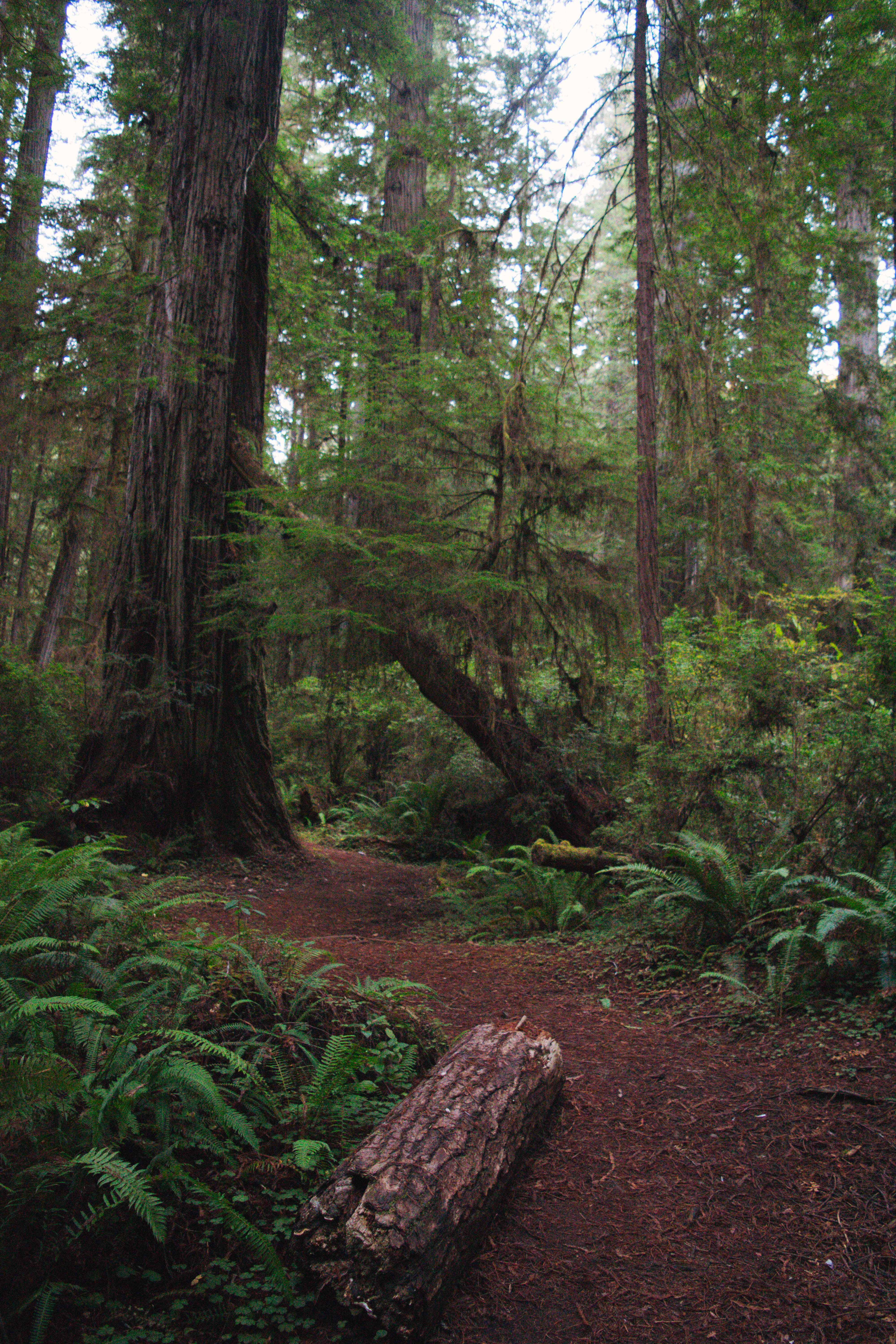 Redwoods Growing at Remarkable Rates