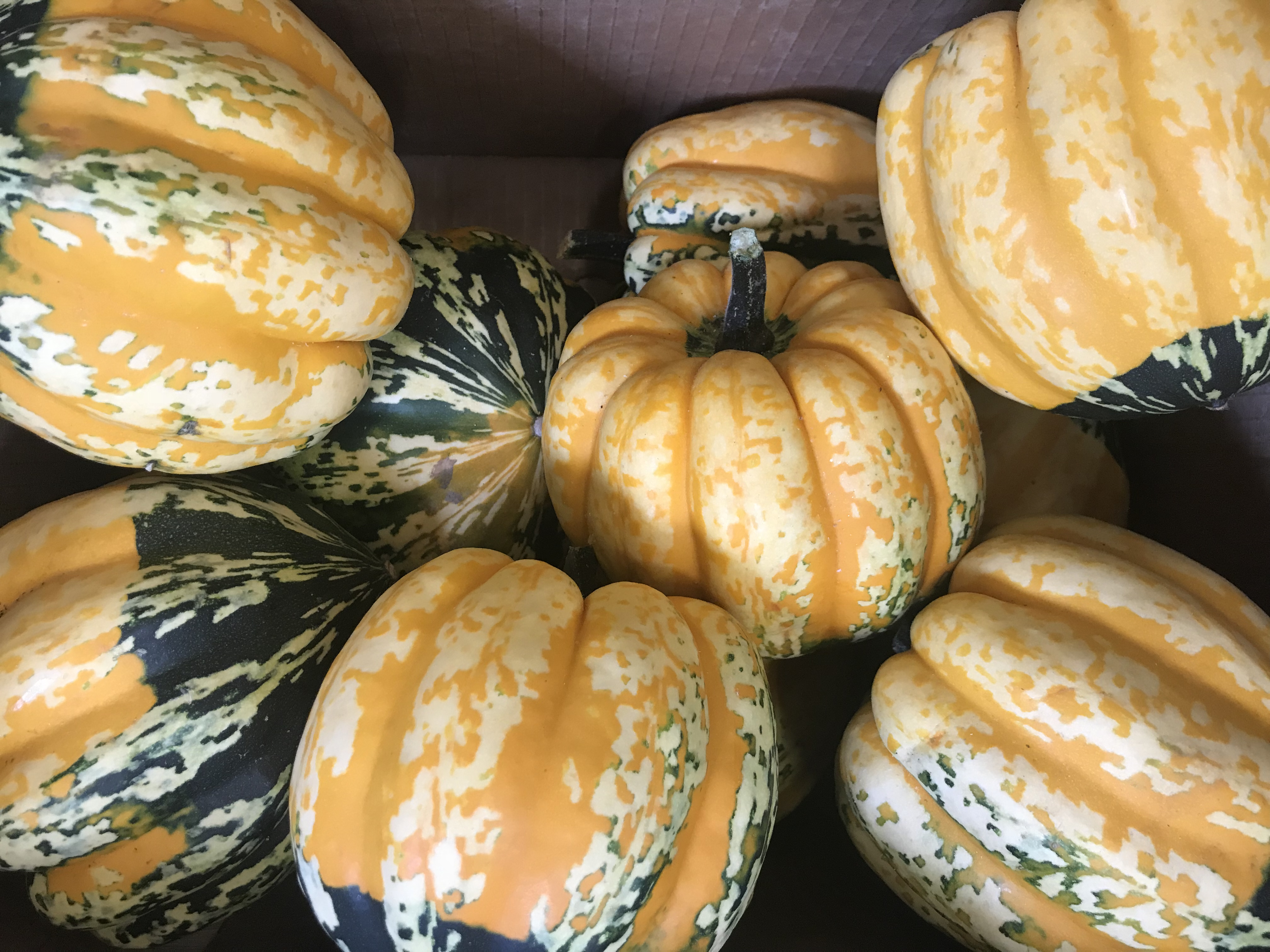 A Pumpkin of Possibilities