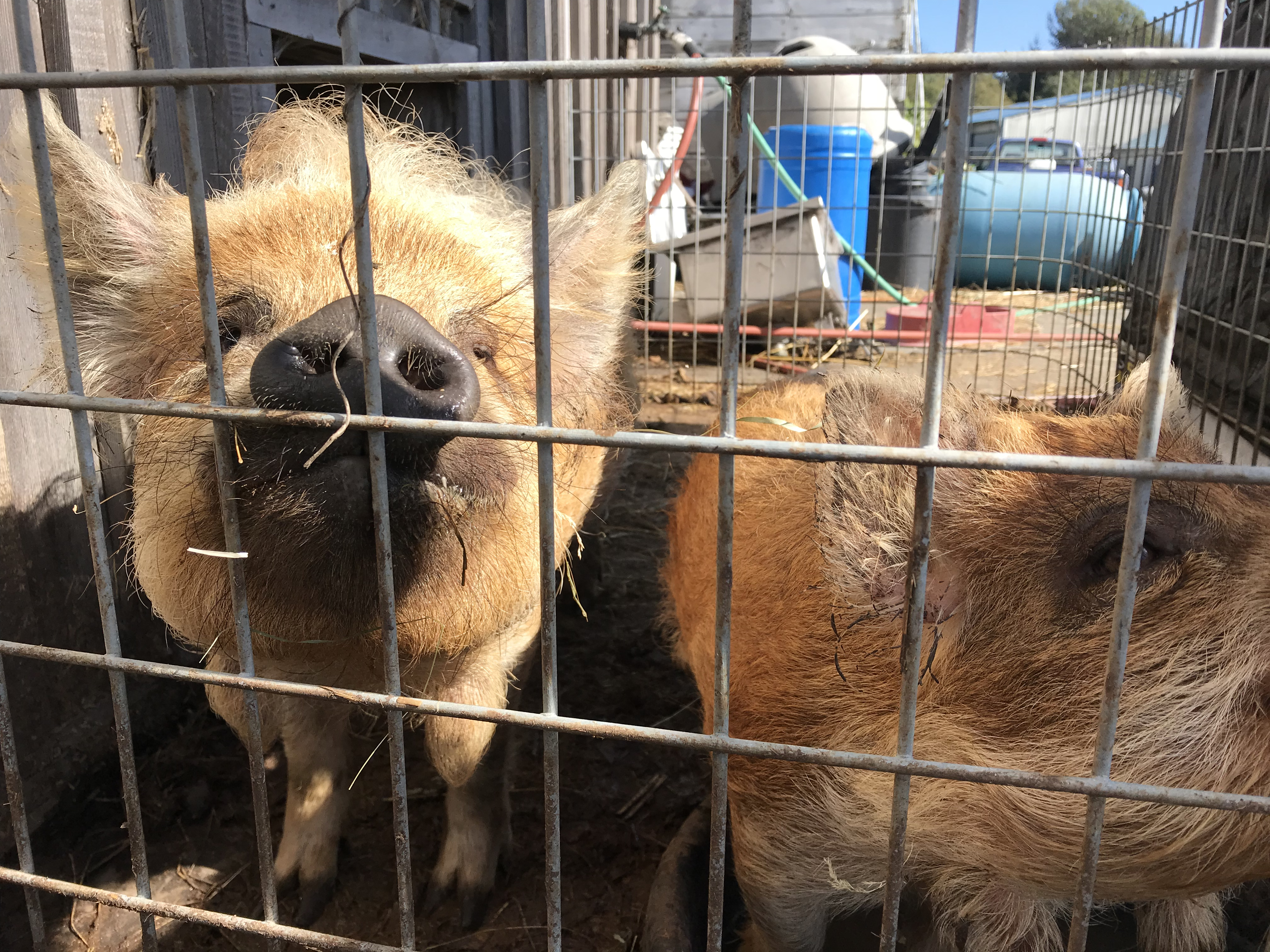 Pollution Plagues California’s Biggest Industry