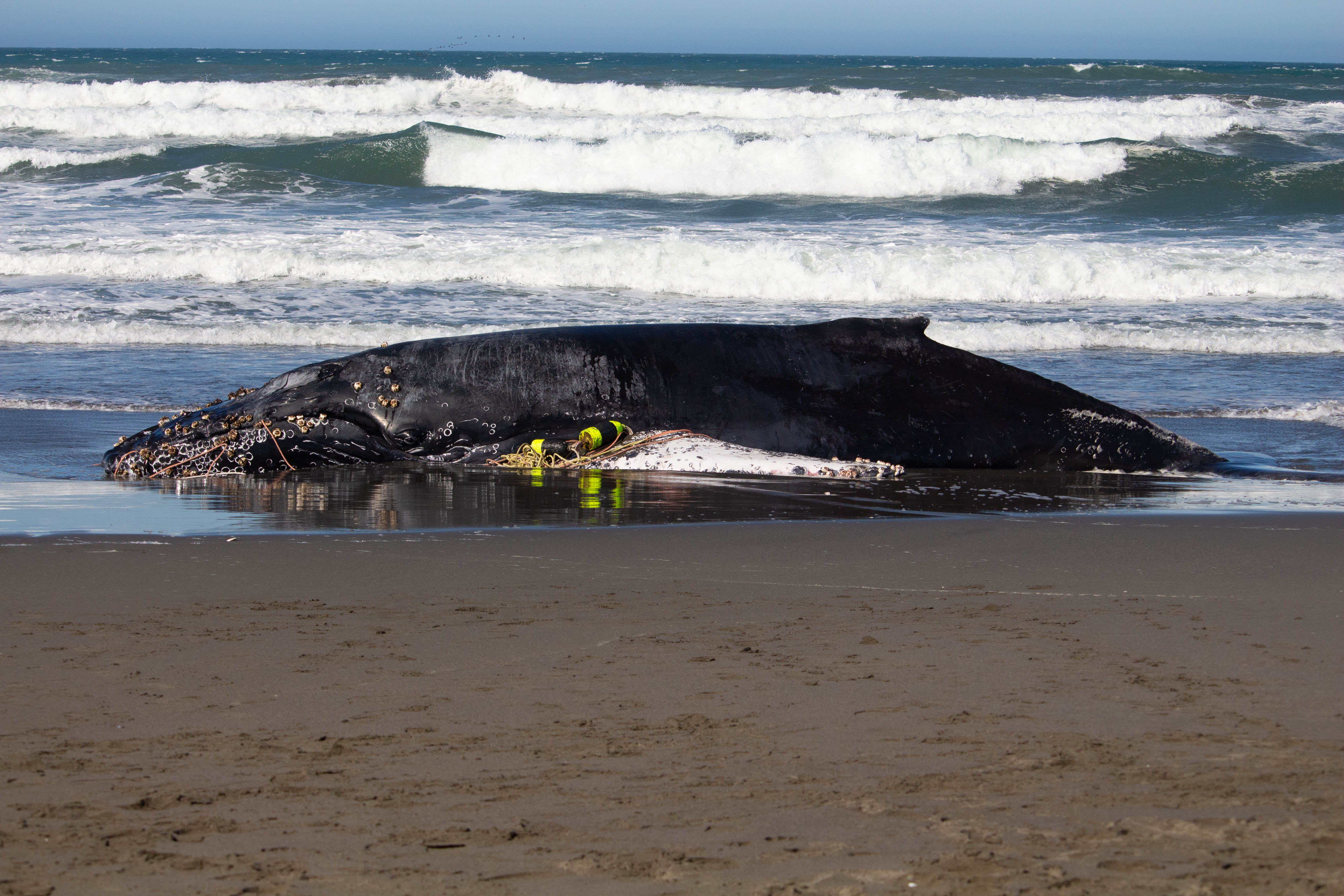Beached Whale on Samoa Peninsula