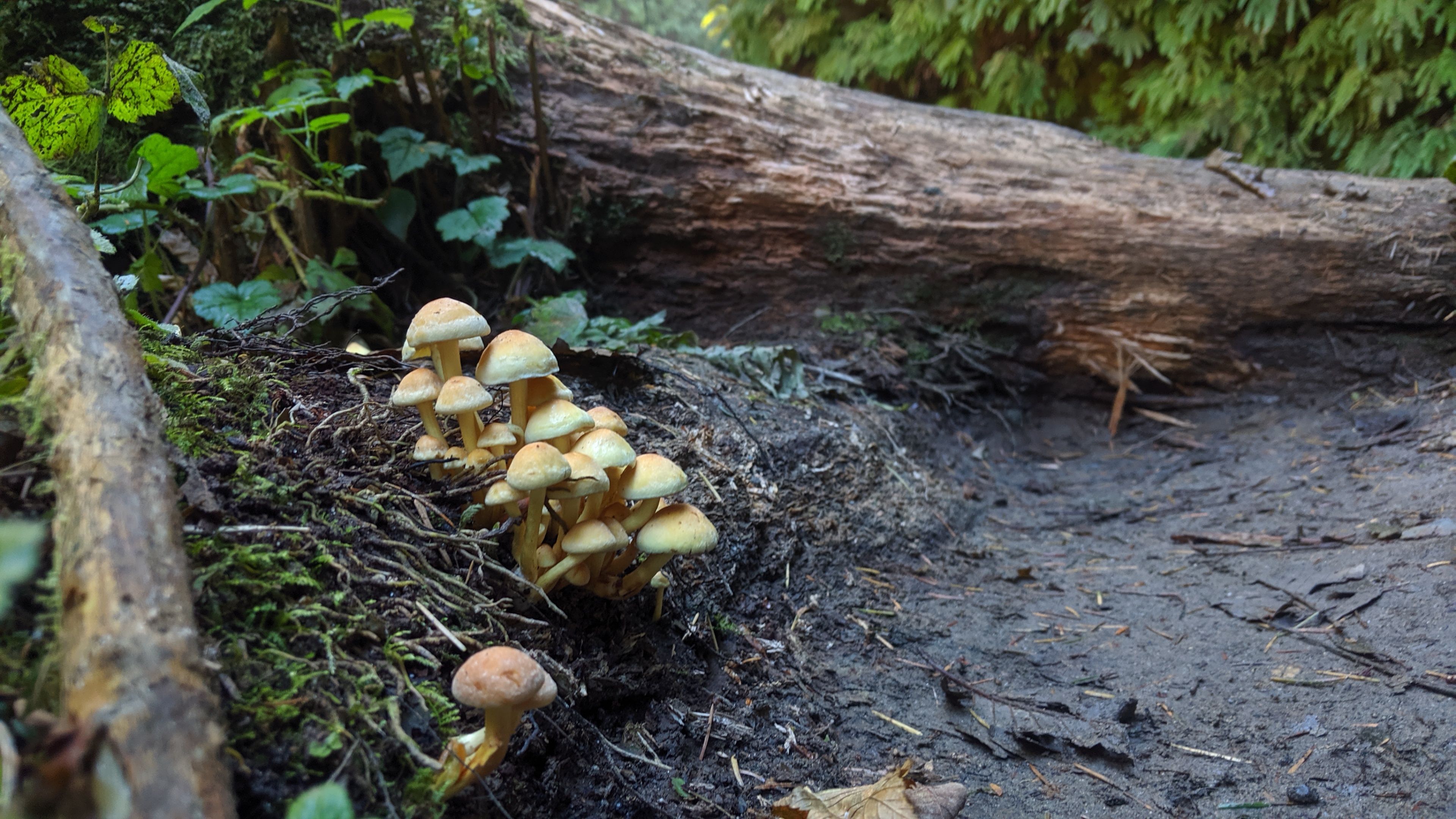 #ExploreHumboldt: Fern Canyon