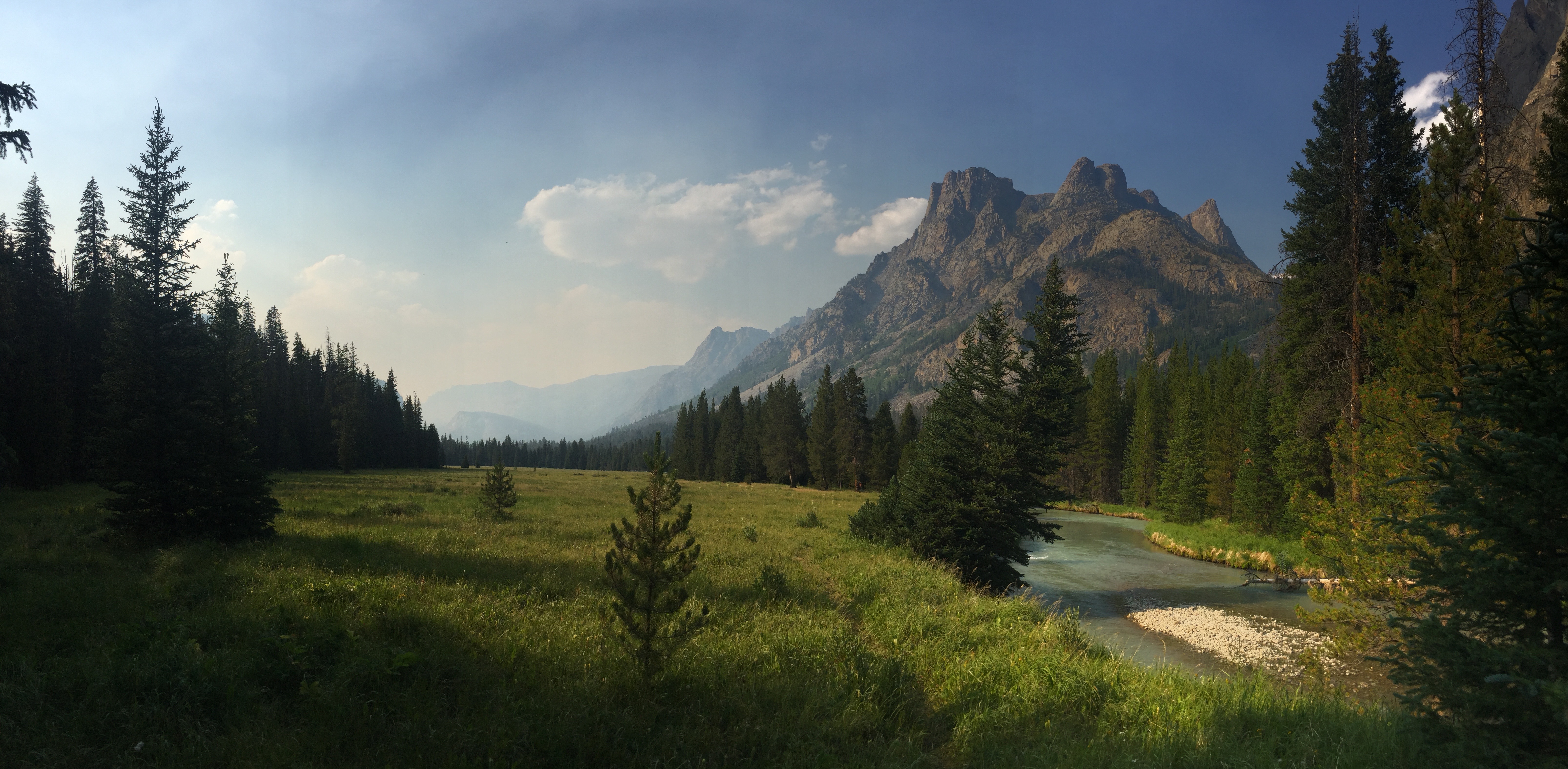 Trees are Here to Help