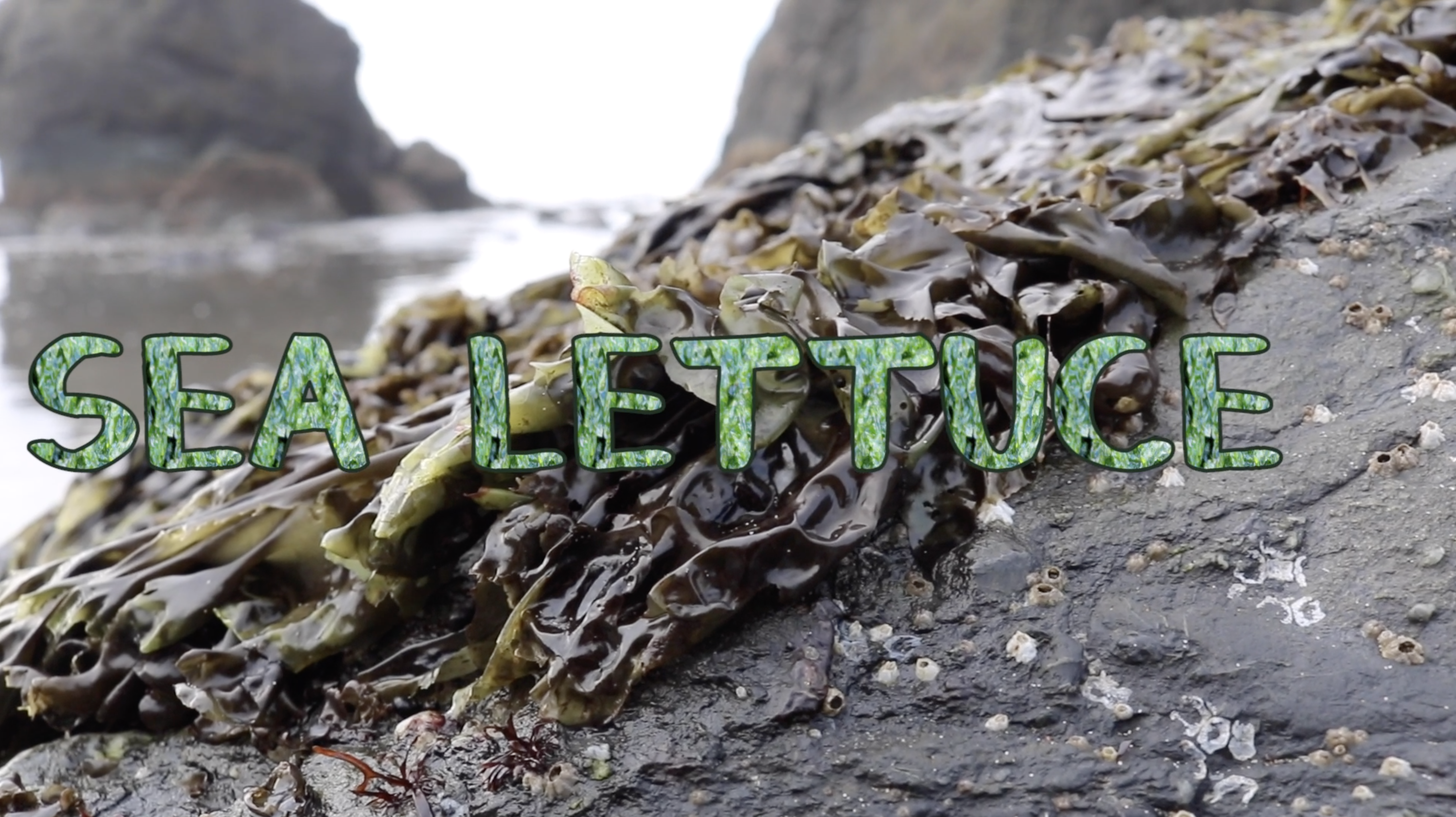Before You Forage: Sea Lettuce