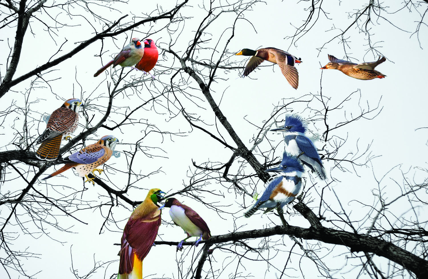 Sweet Songs, Fancy Feathers, Birds Bang