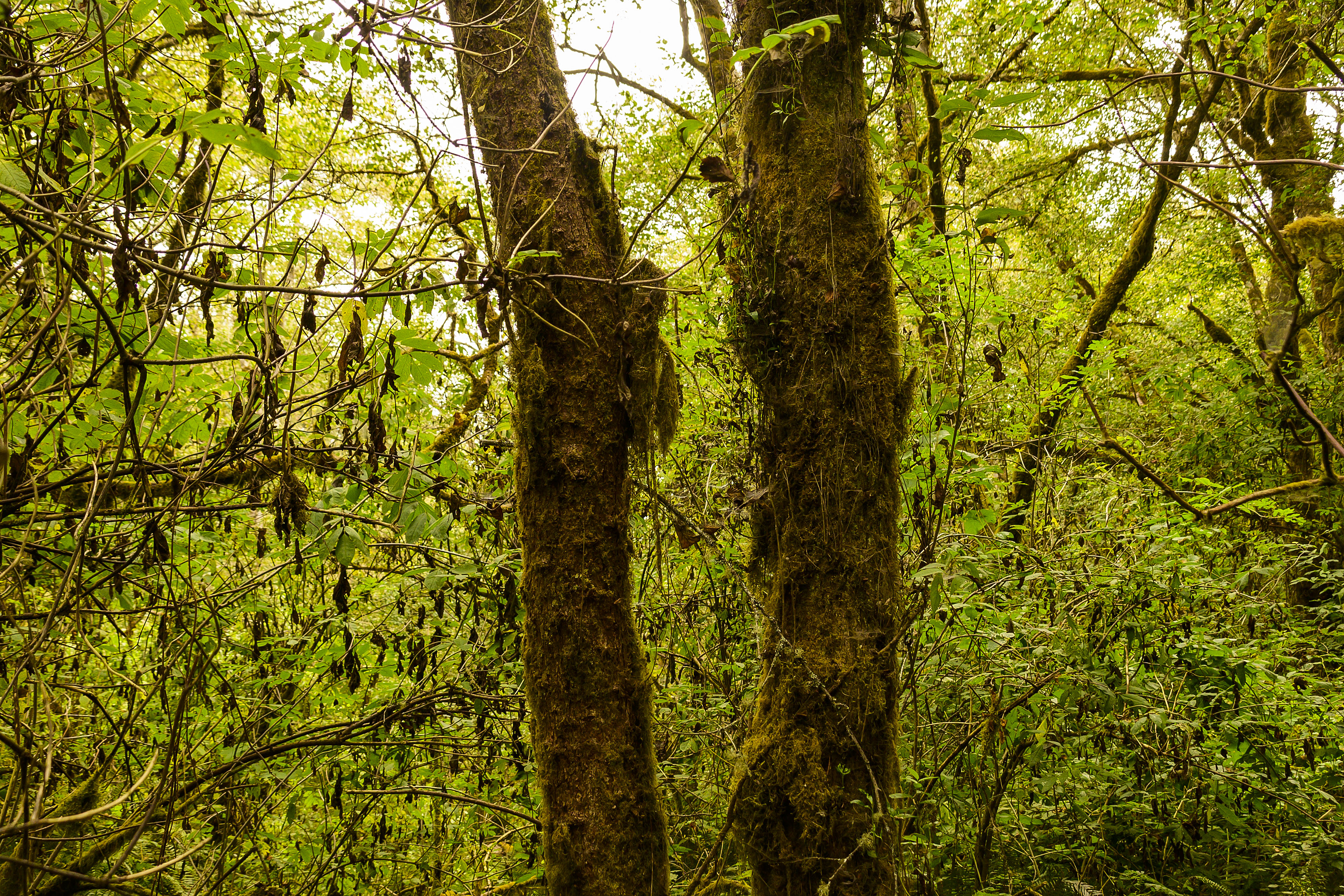 Sudden Oak Death Plagues Humboldt’s Forests