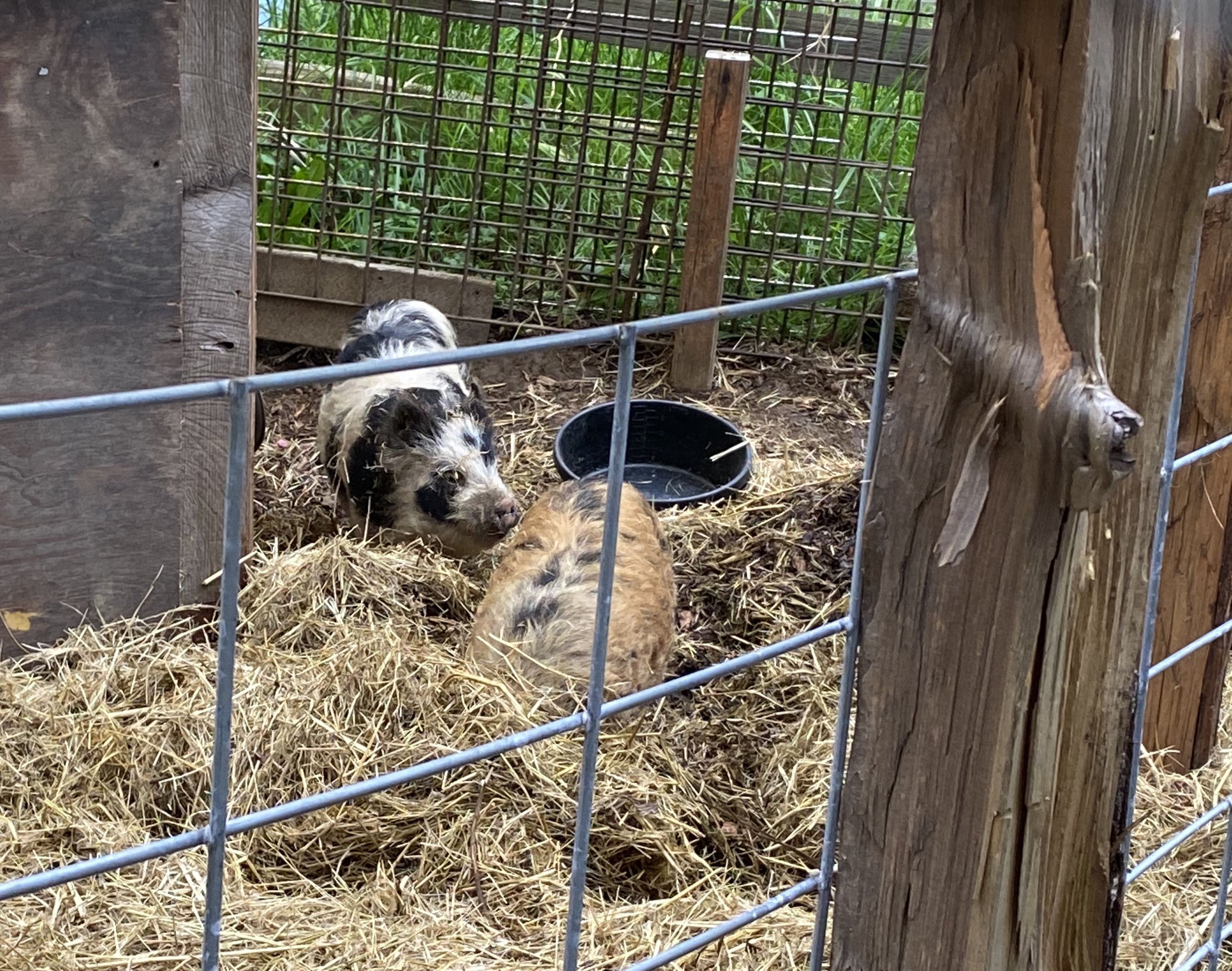 Pigs Compost on Campus