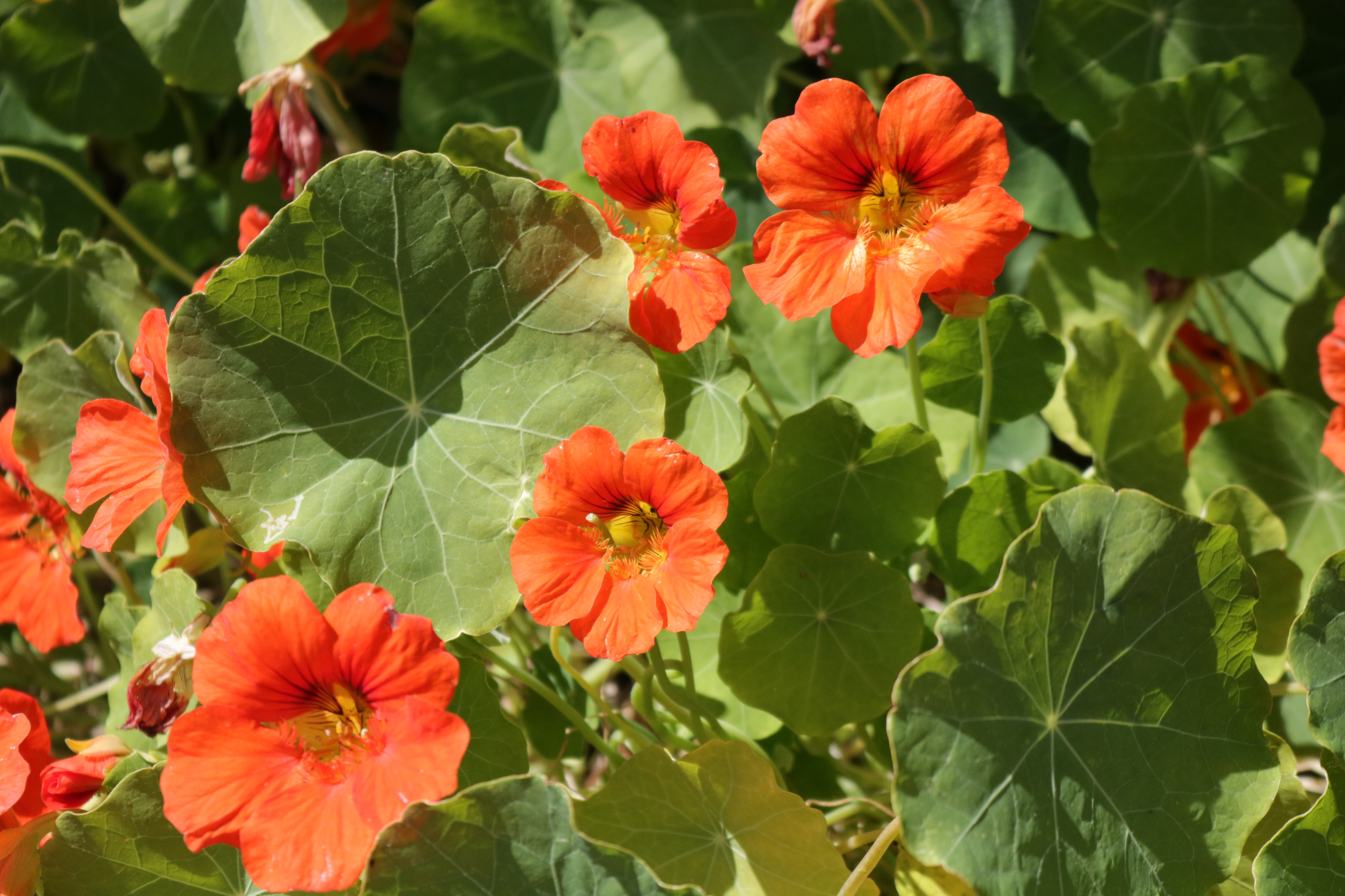 Before You Forage: Nasturtiums