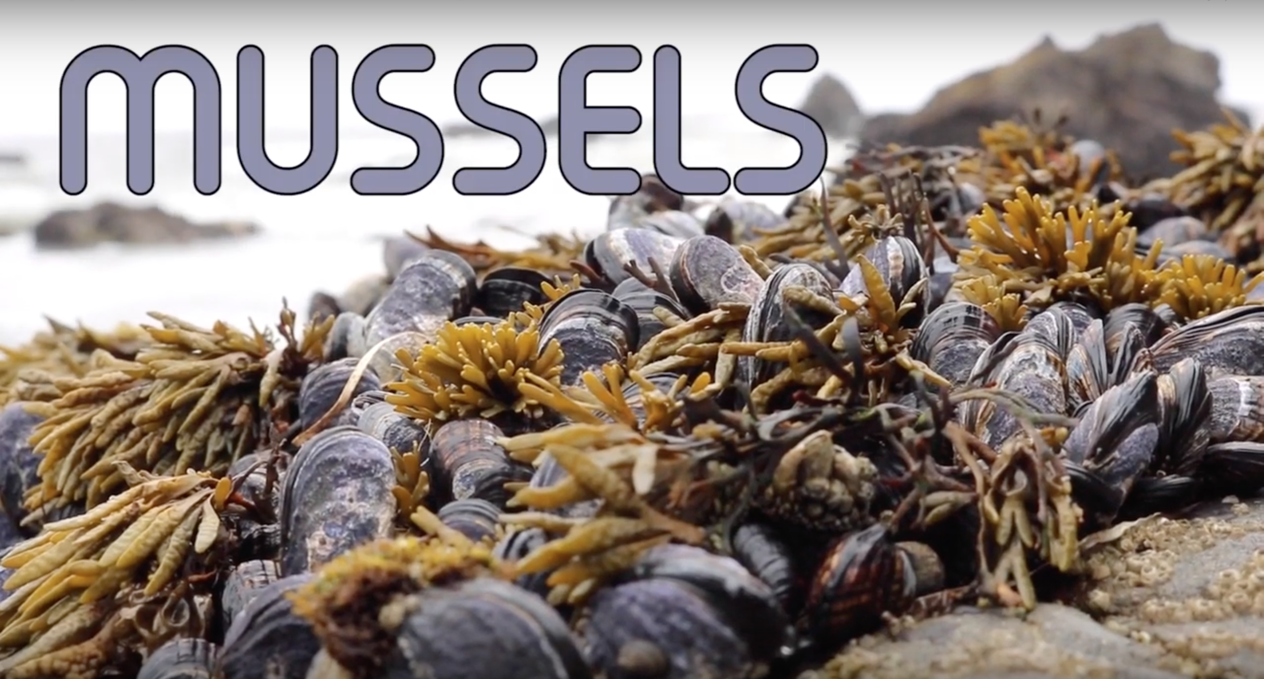 Before You Forage: Mussels