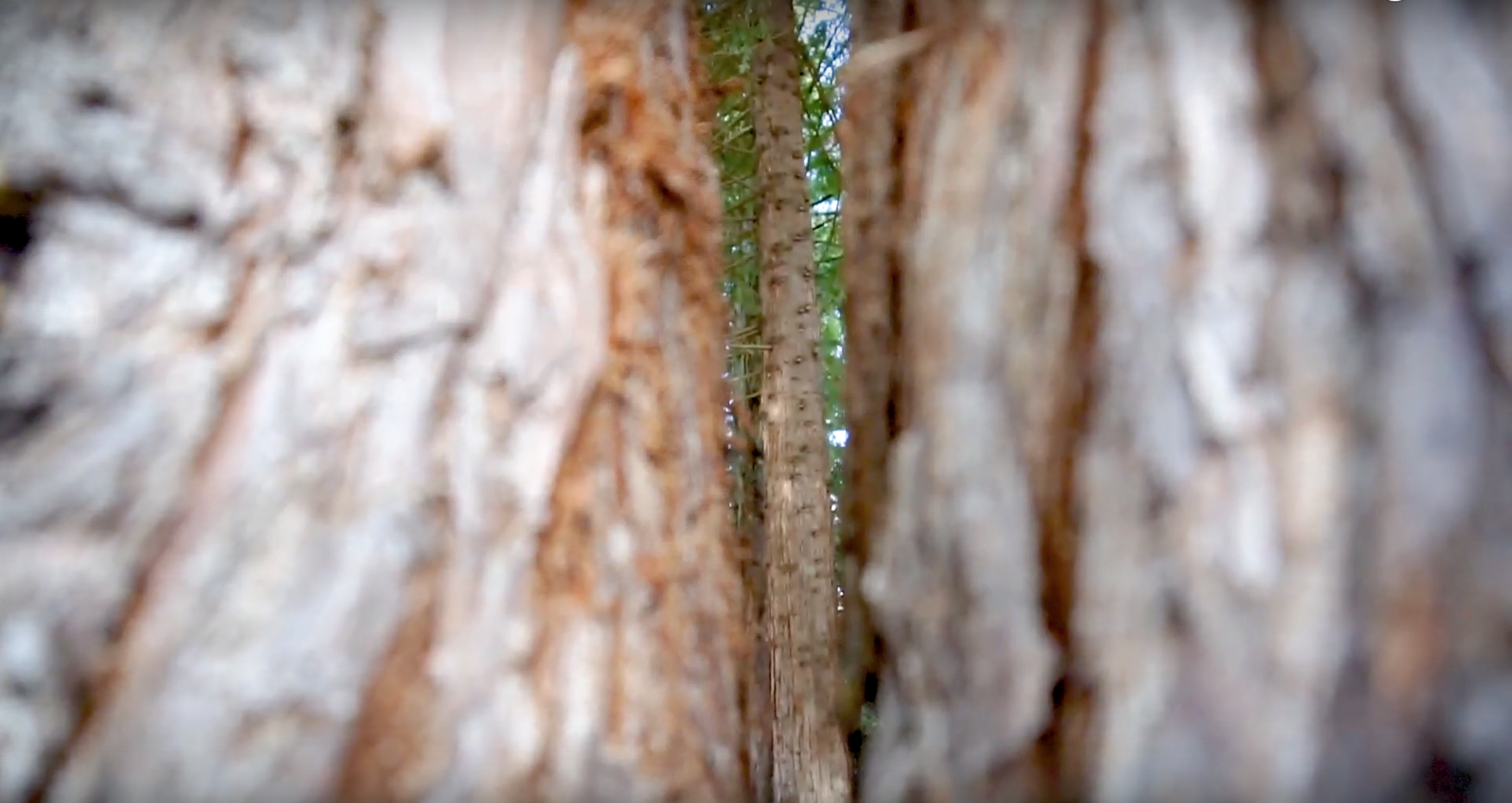 Humboldt State Has Trees Grown from Seeds That Went to the Moon