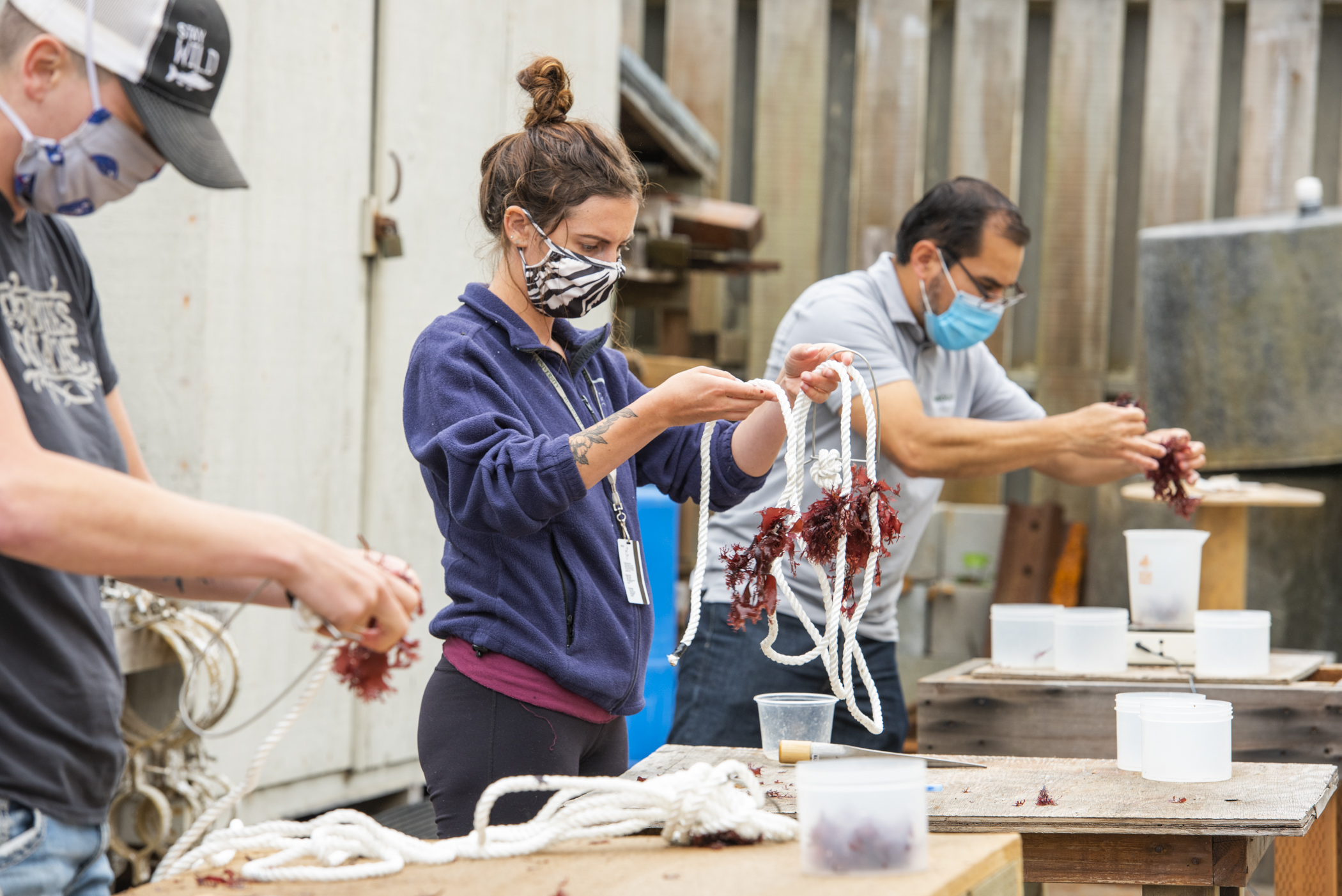 HSU Seaweed Farm sets sail