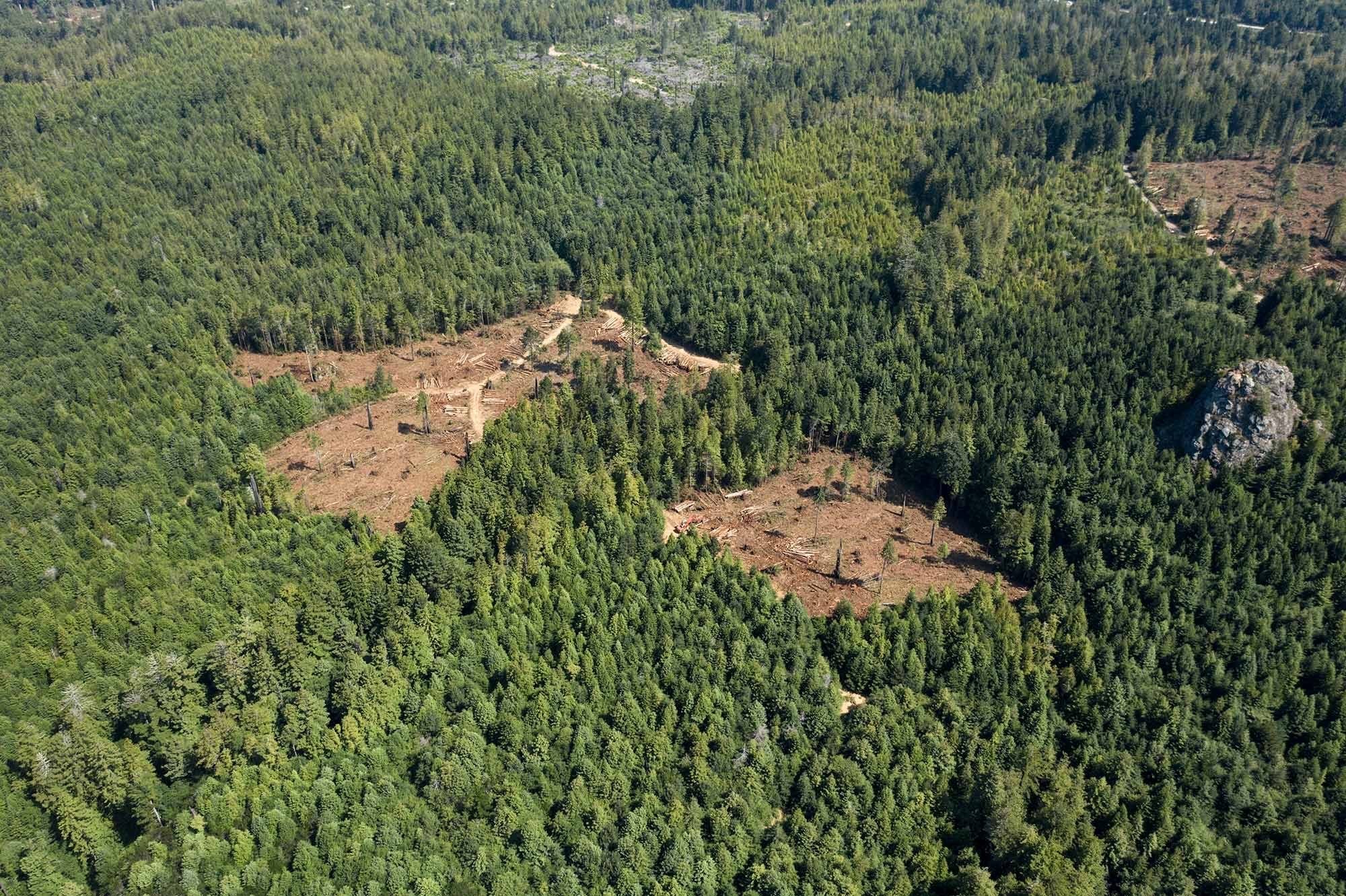 Tree sitters defend forest near Strawberry Rock