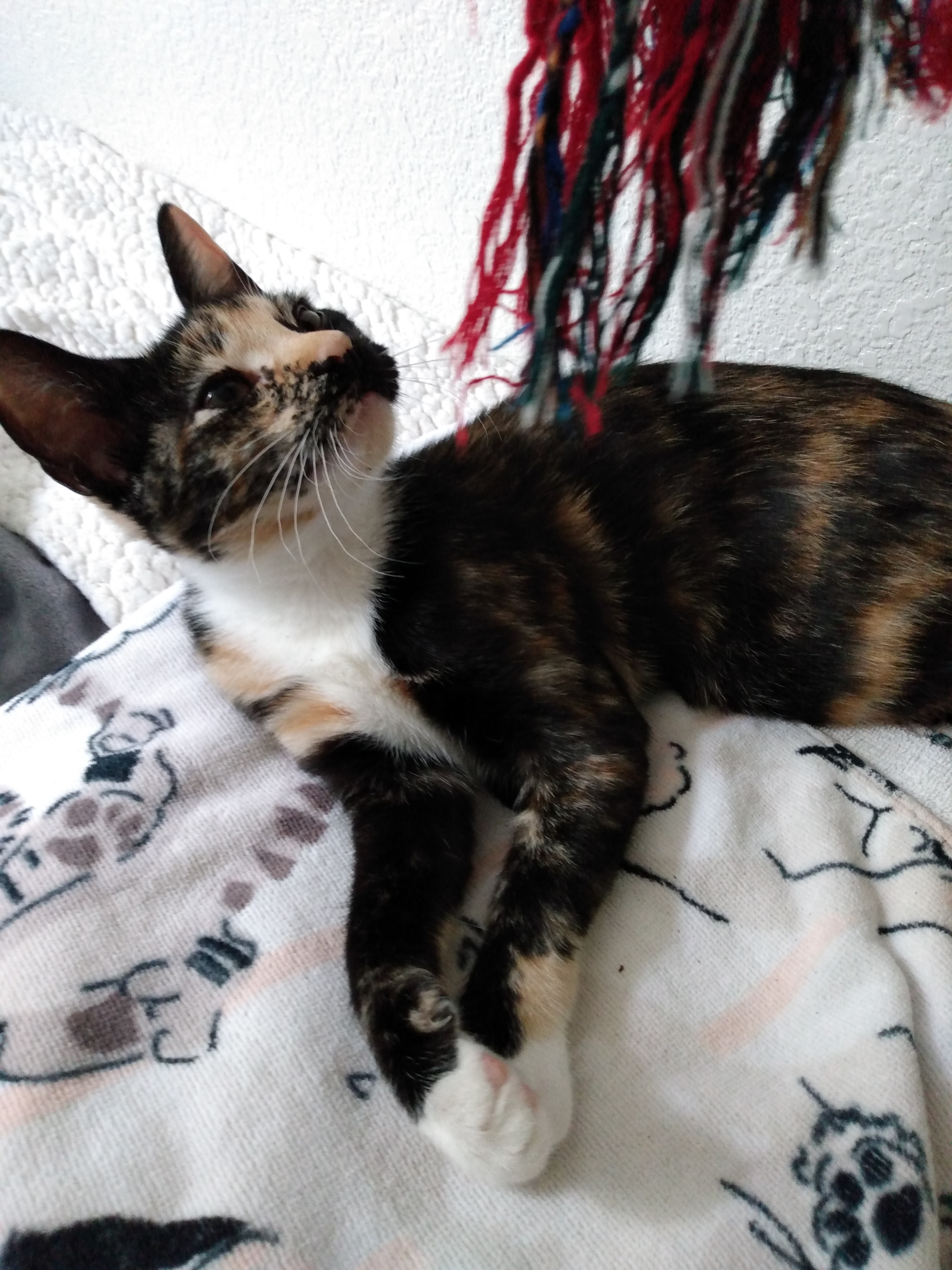 How Not To Be Bitten By A Kitten