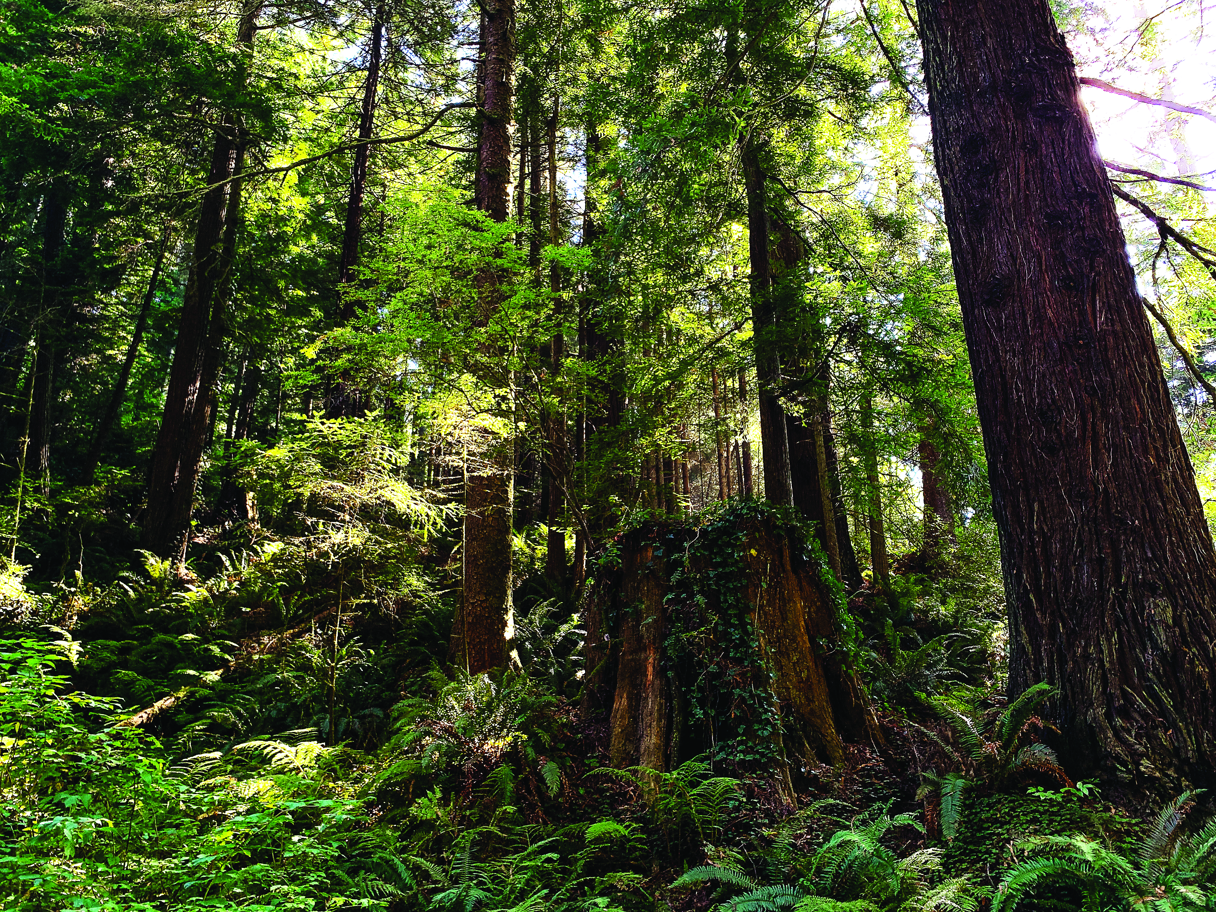How the Redwoods are Battling Climate Change