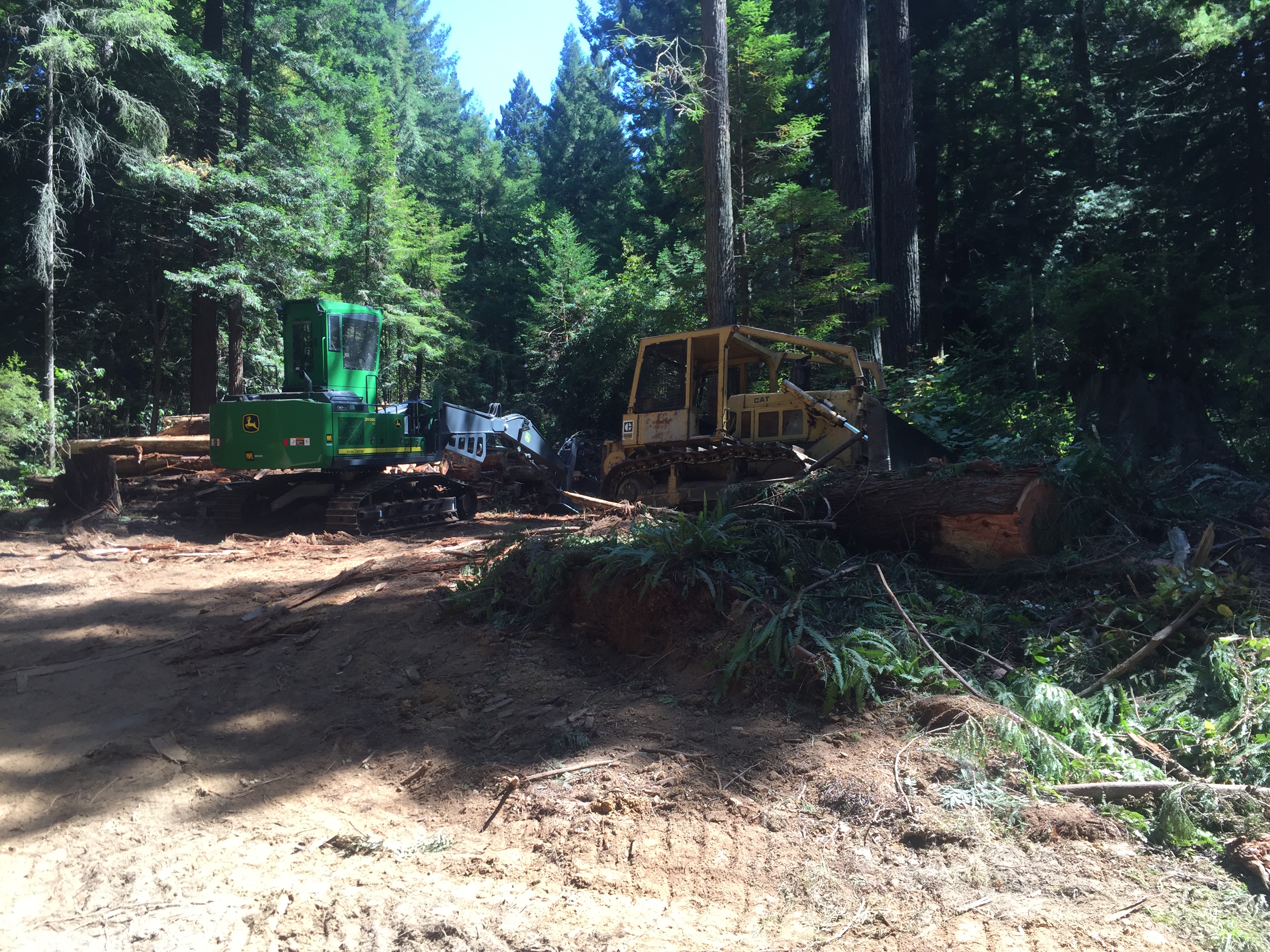Students shocked at Arcata Community Forest logging